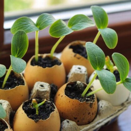 Mini Garden in an Eggshell: Learn how an eggshell can make the perfect home for your sprouts.