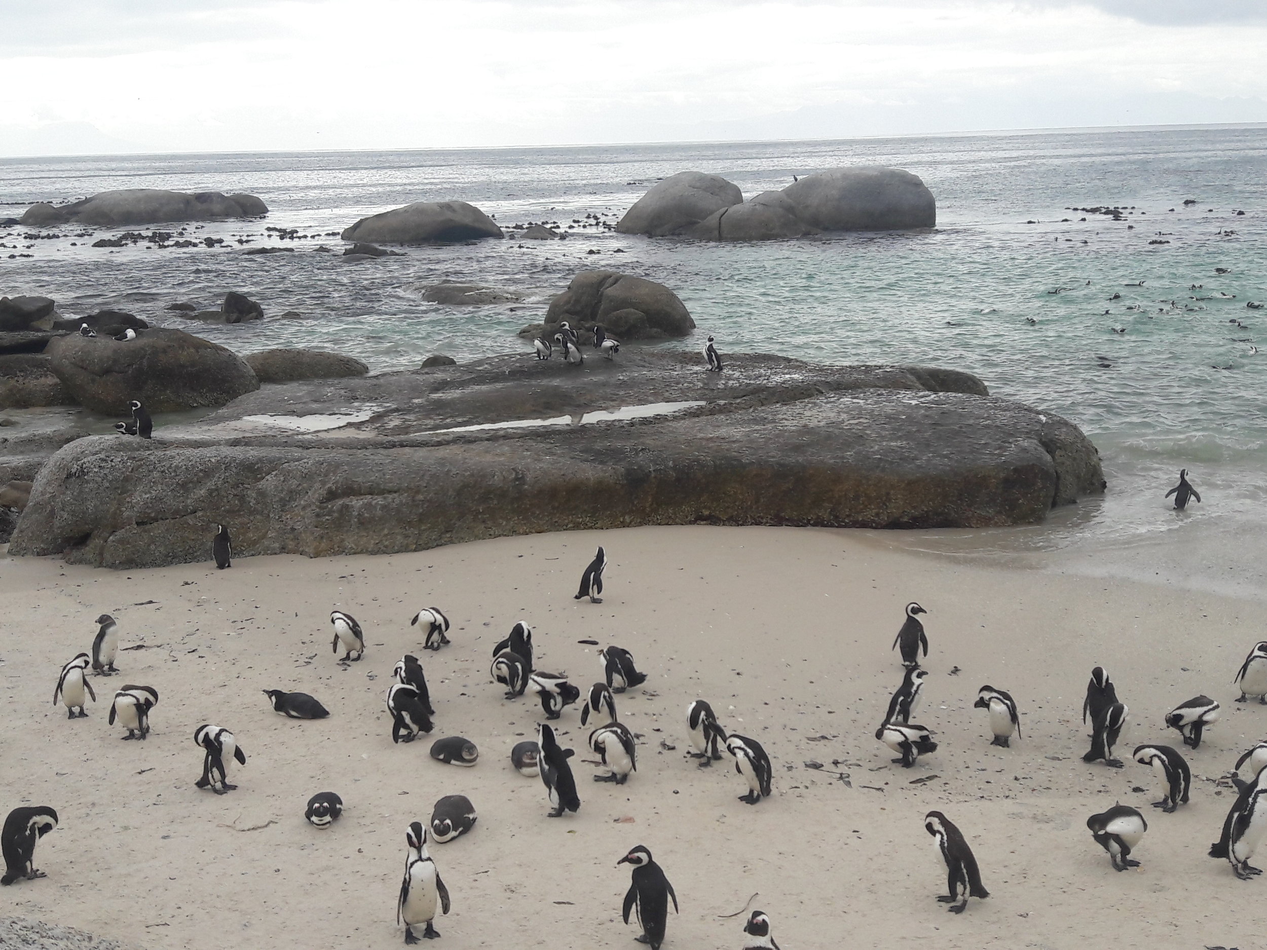 solo-travel-cape-town-boulders-beach2 (6).jpg