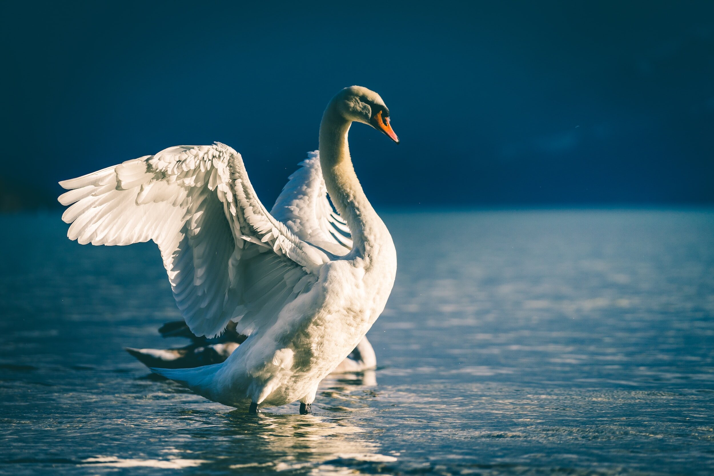 How To Go From Ugly Duckling Leader To Swan