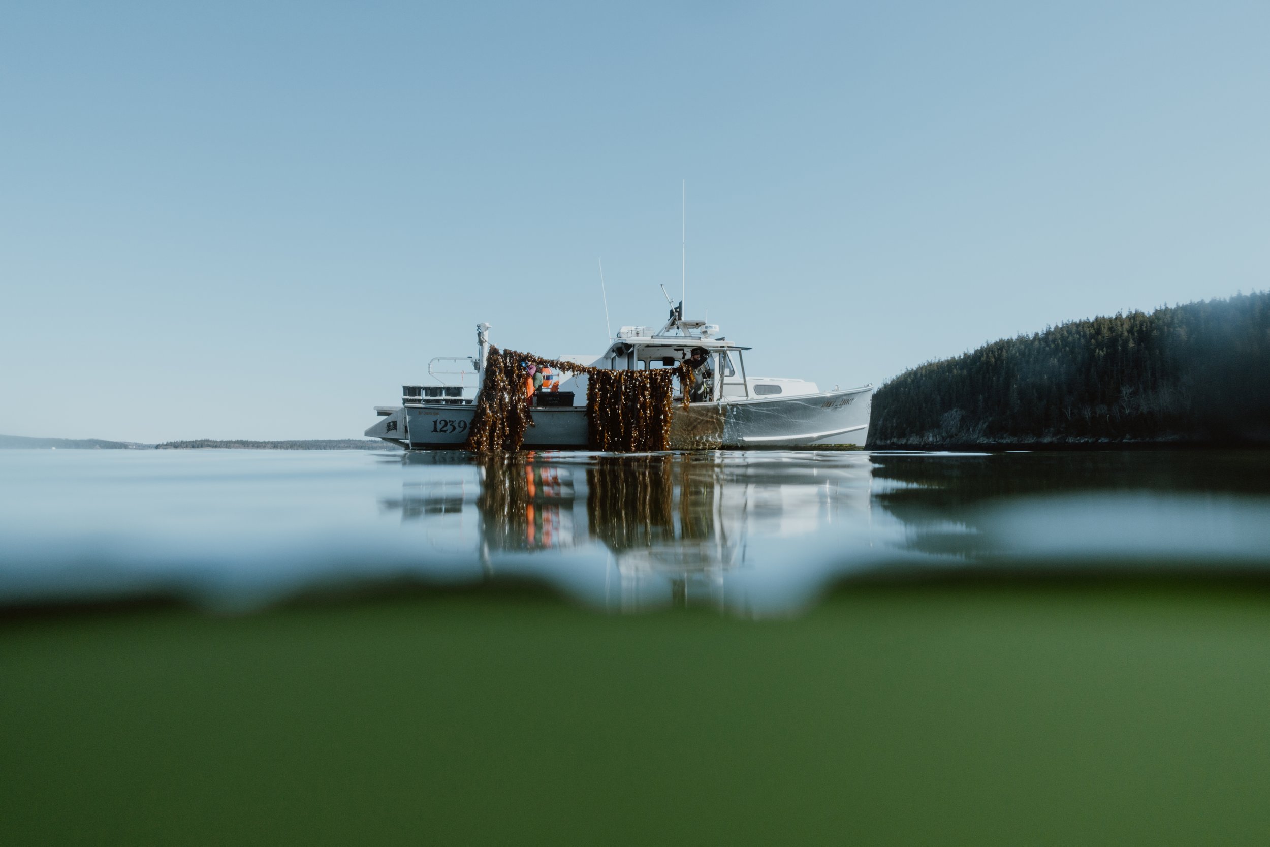 Nautical Farms | Regenerative Seaweed Farming