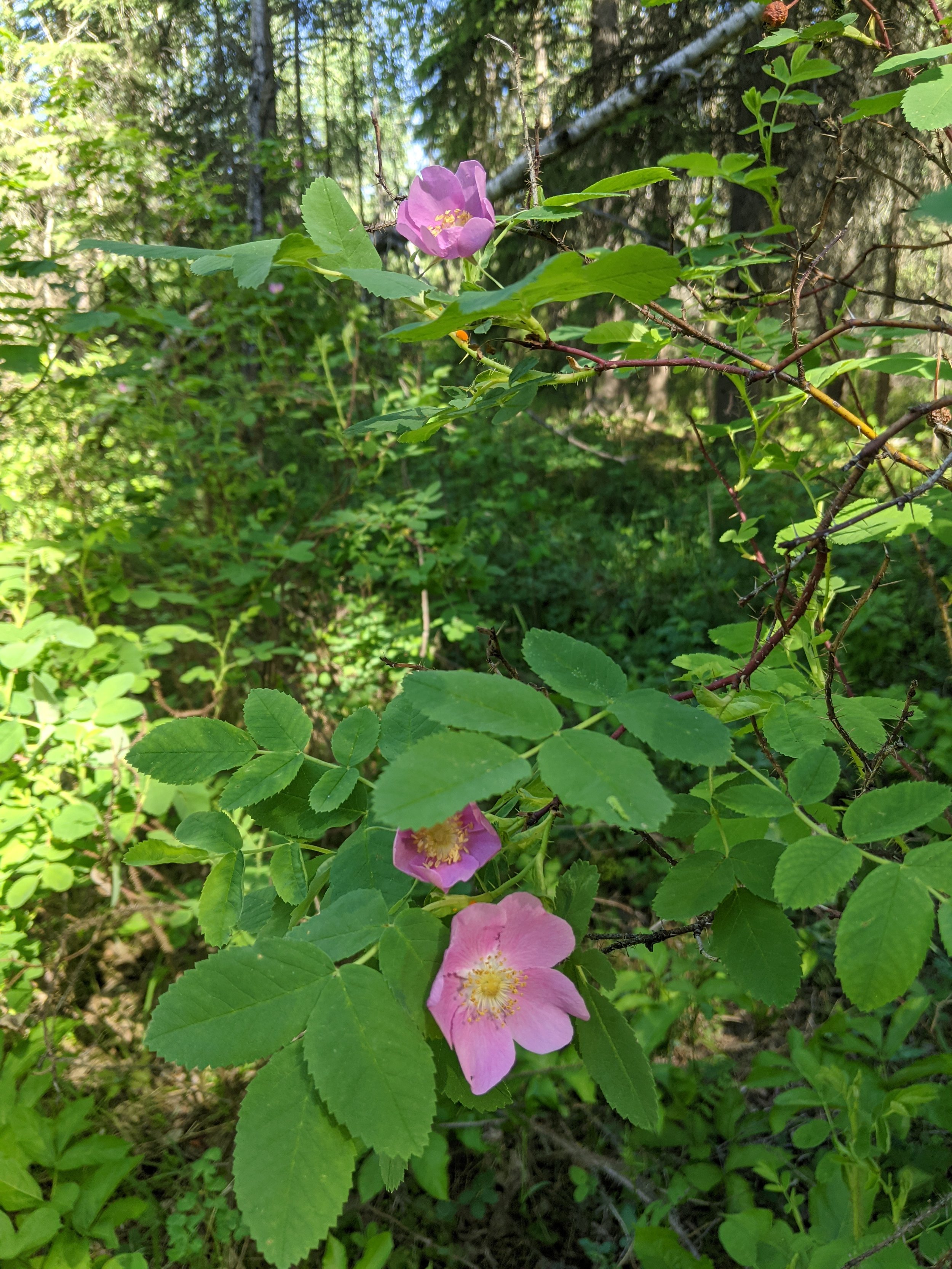 Exploring the Native Flora of Nature Forever Conservancy