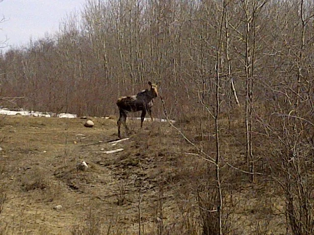 Wildlife During Spring Months at Lake Savard