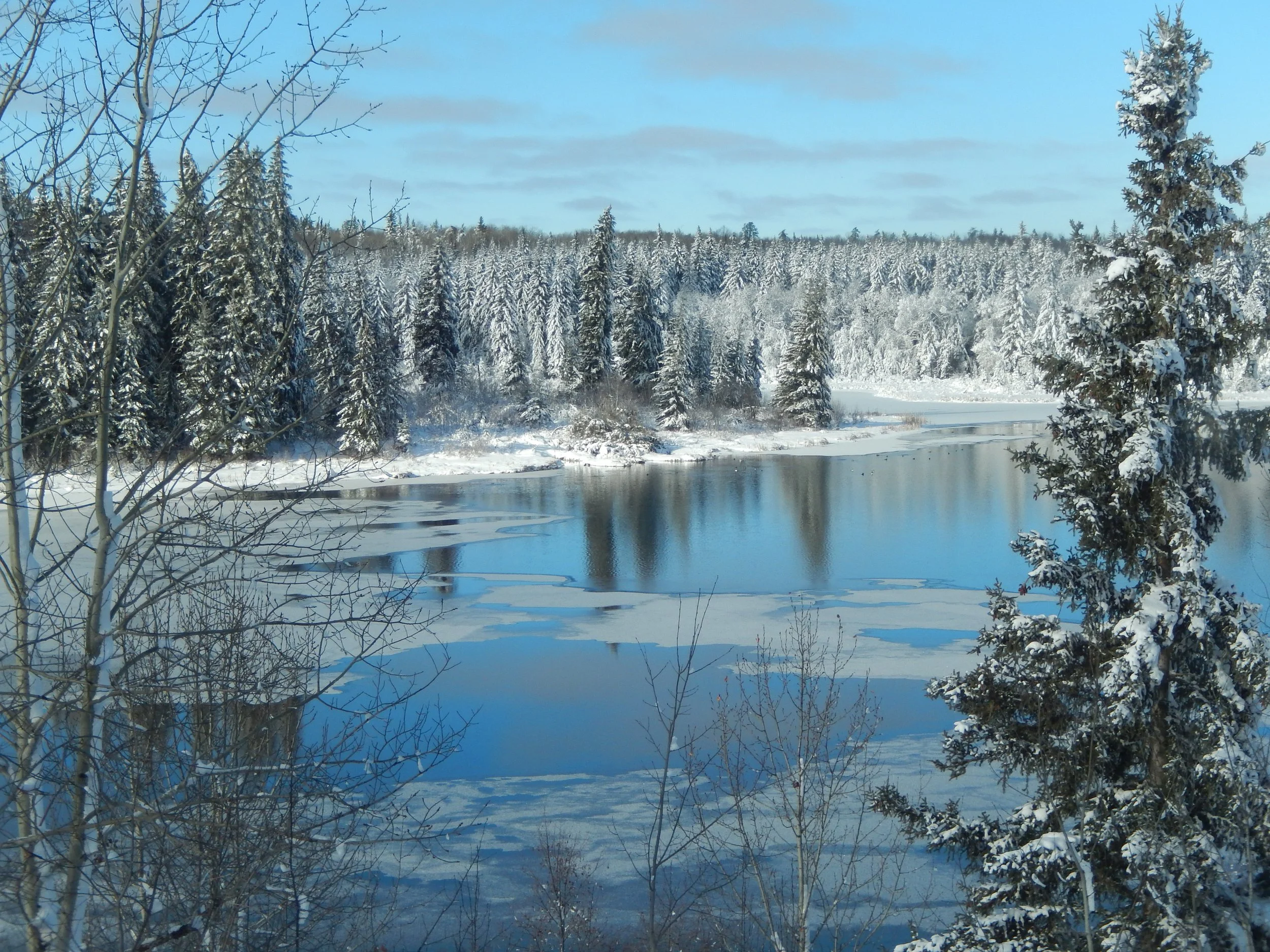 Winter in Saskatchewan: Bears and Wolverine at Savard