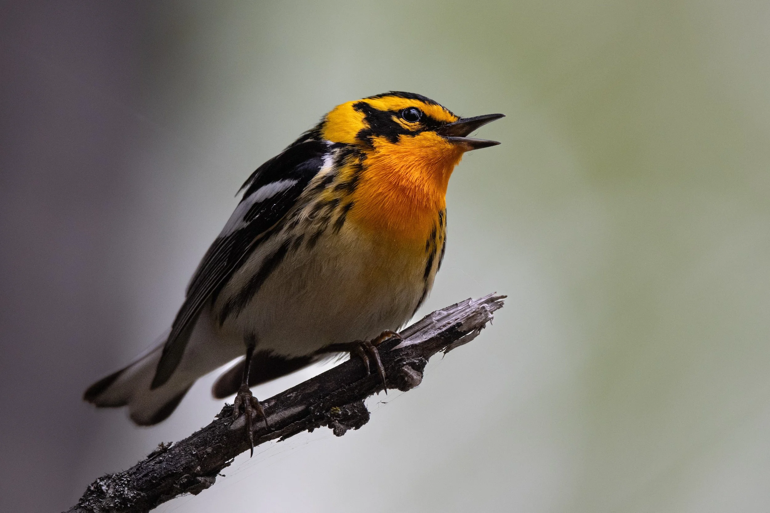 Guided Birding Tours in Saskatchewan: Discover Local Birds