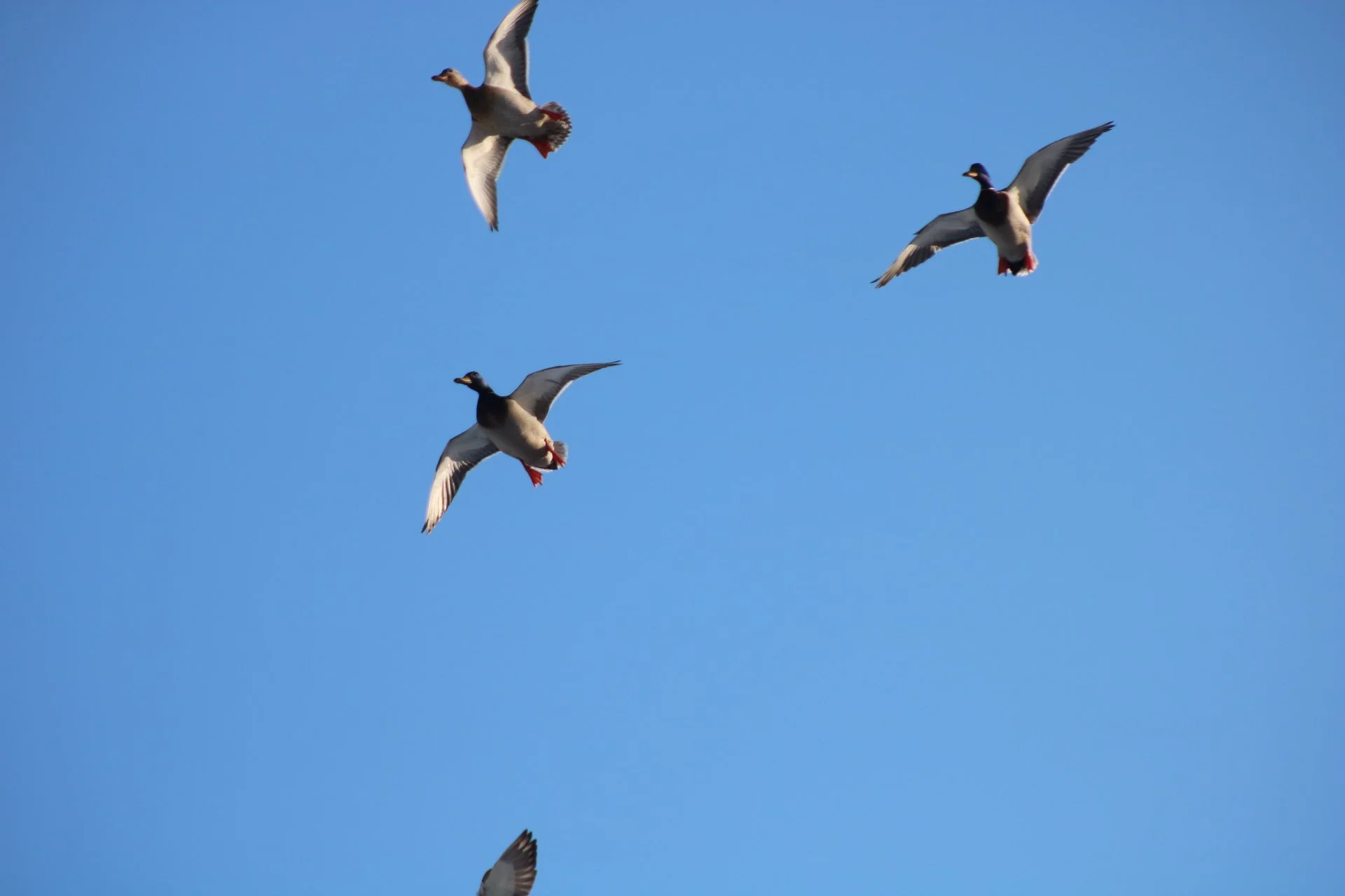 Fall Hunting Season: Sustainable Practices and Respect