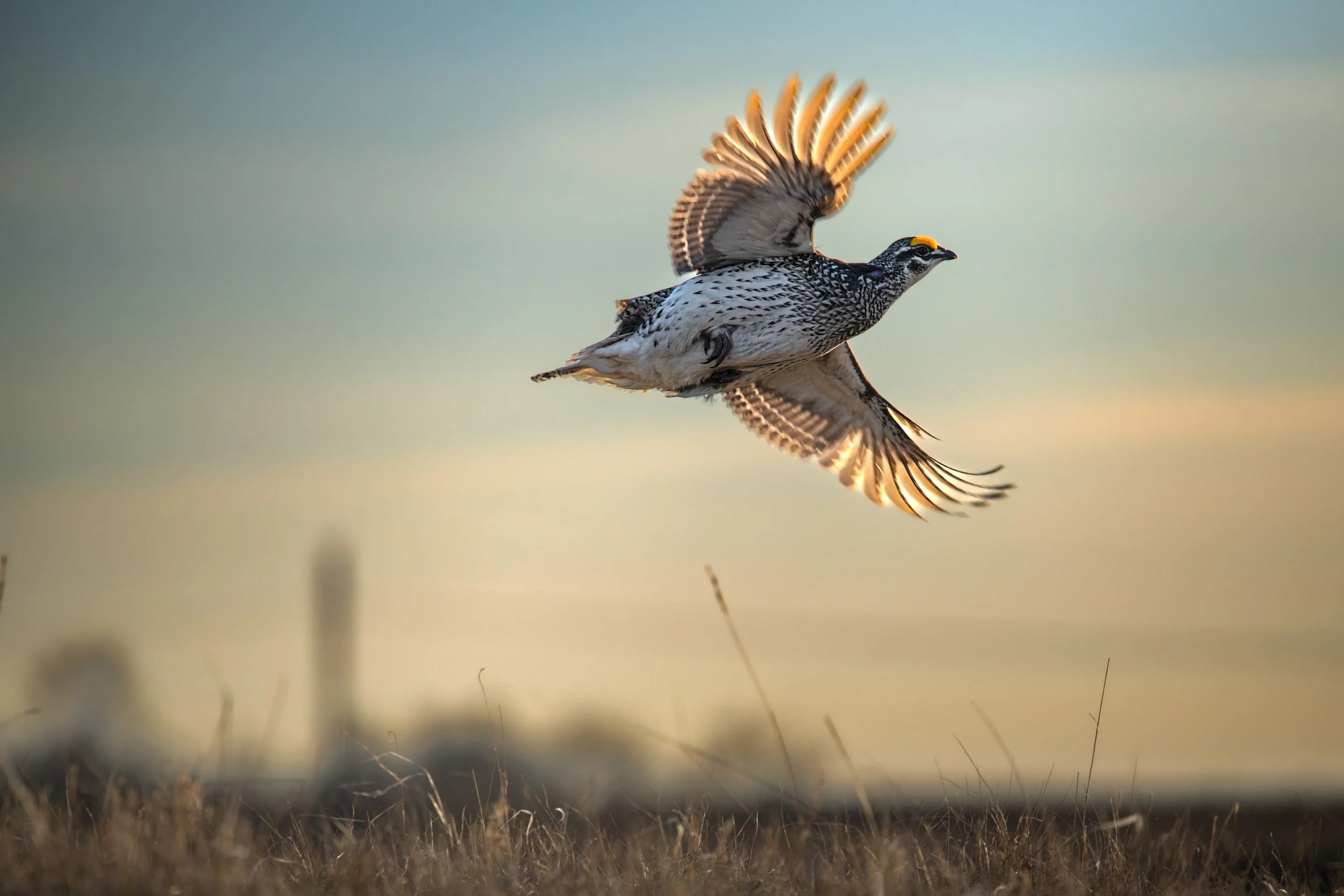 Warmer Fall and Low Snowfall: Effects on Deer and Grouse
