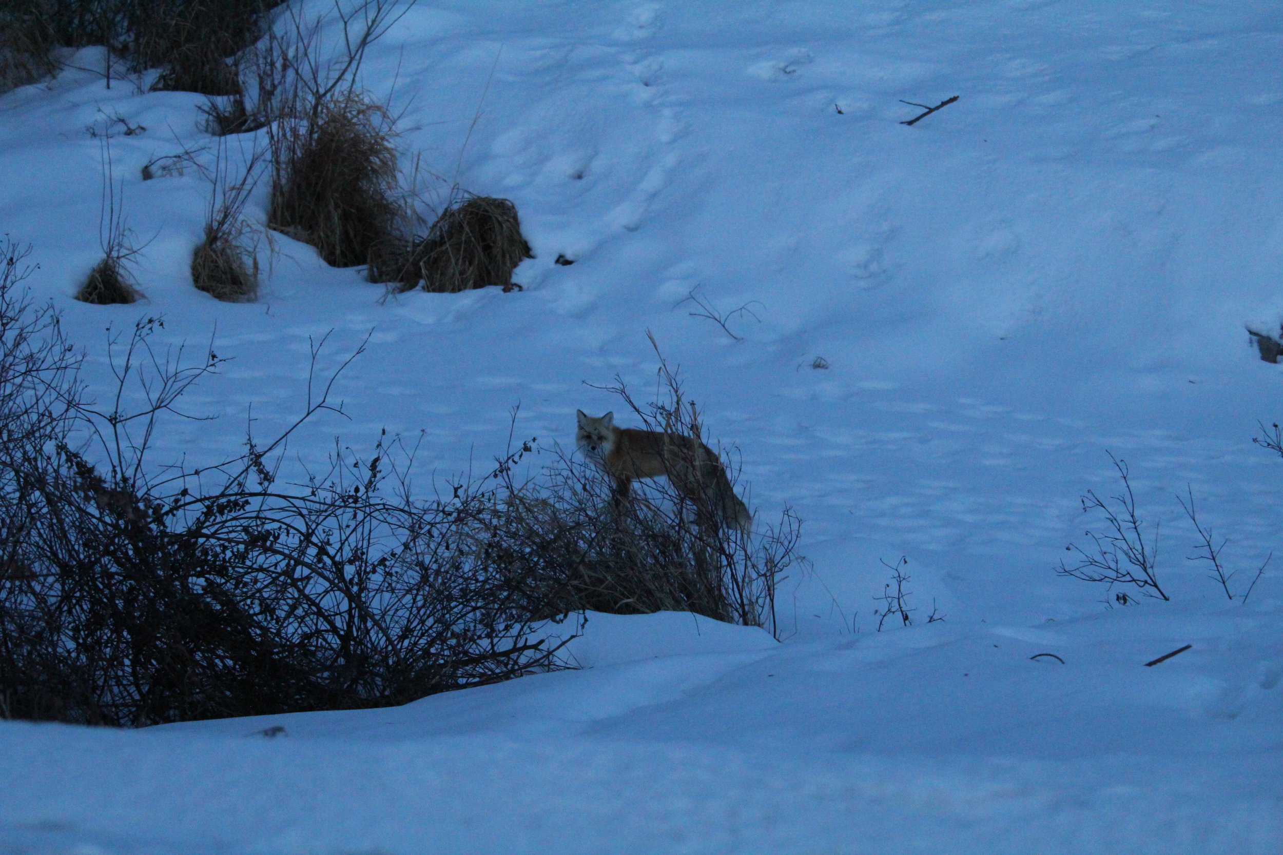 Endless Winter Adventures: Snowshoeing at Lake Savard
