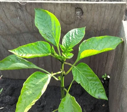 Growing Fresh Vegetables: A Guide to Planting Your Garden