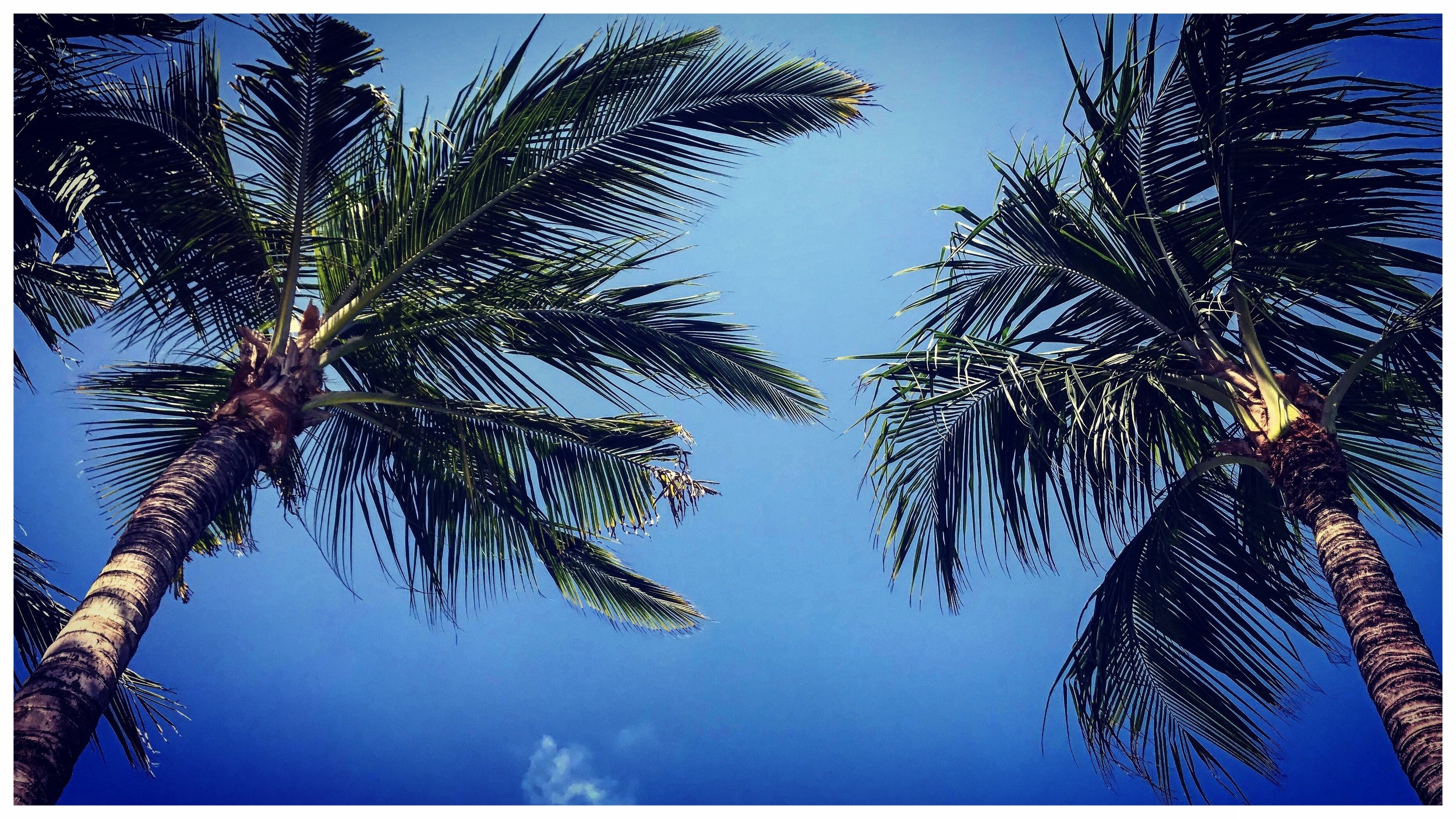 tropical palms emailer.jpg