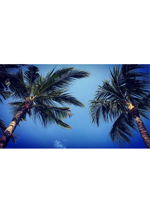 tropicana portrait.jpg