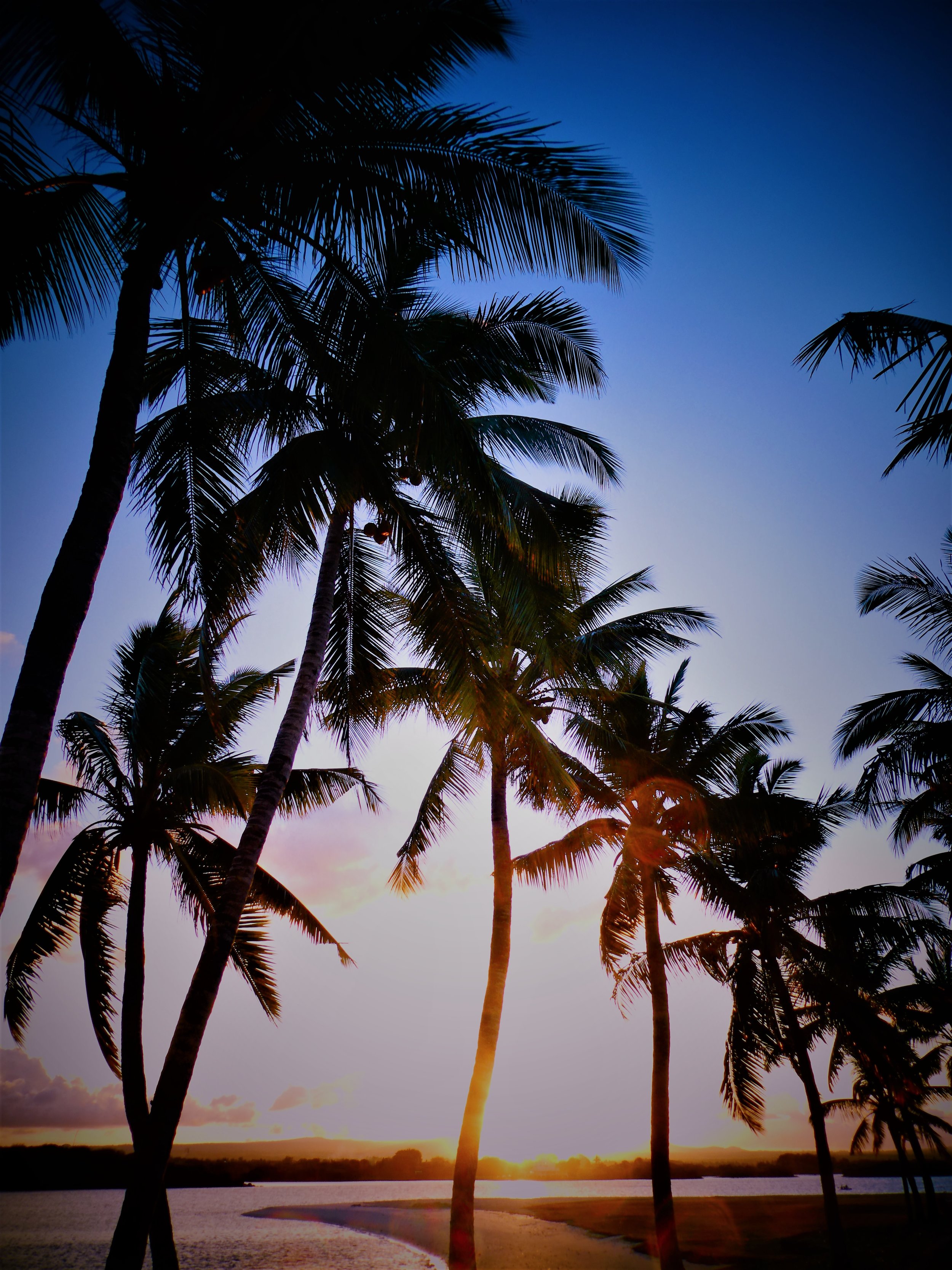 sunset palms in rouge.jpg