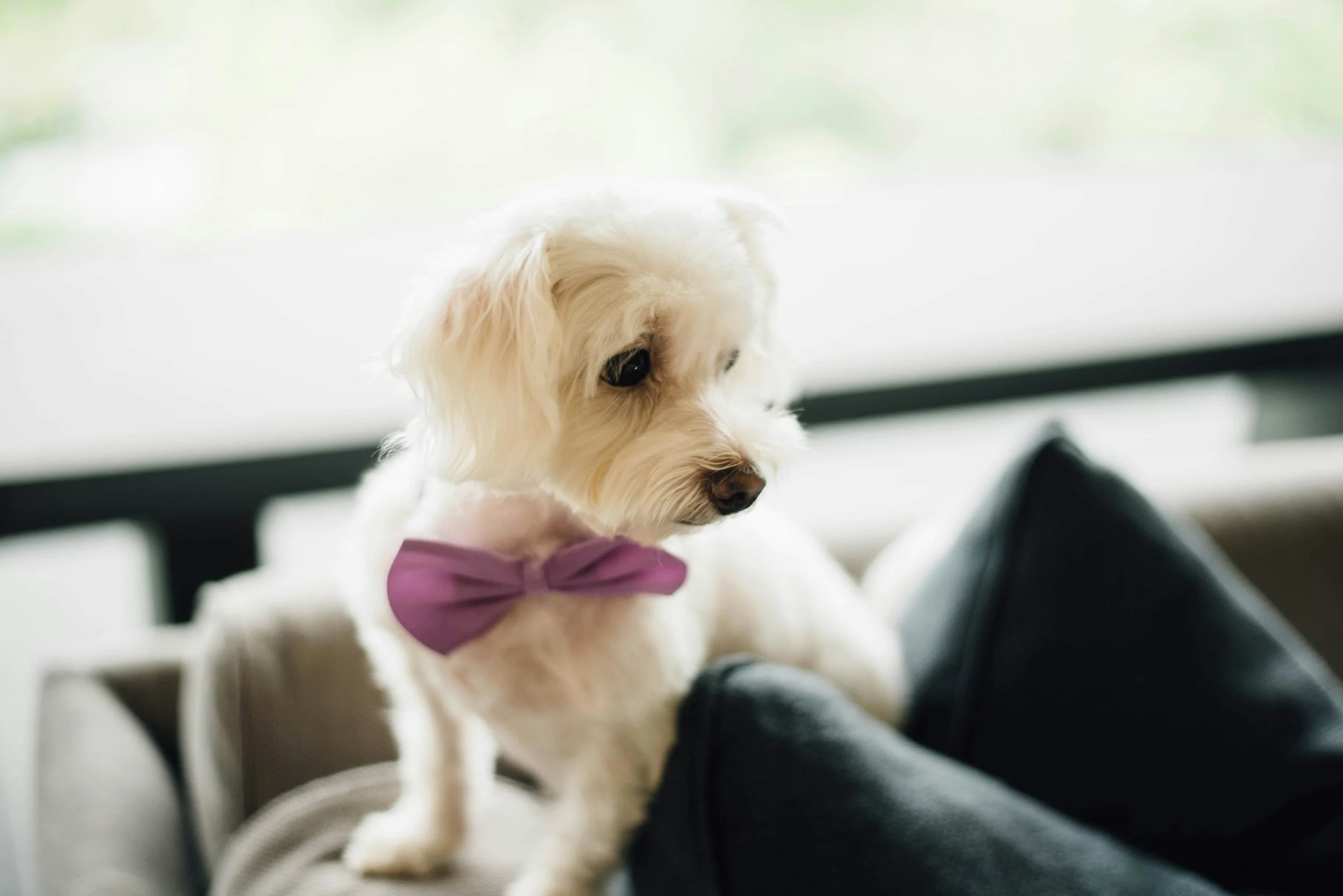 Dog wearing flower collar sitting beside the couple during vows