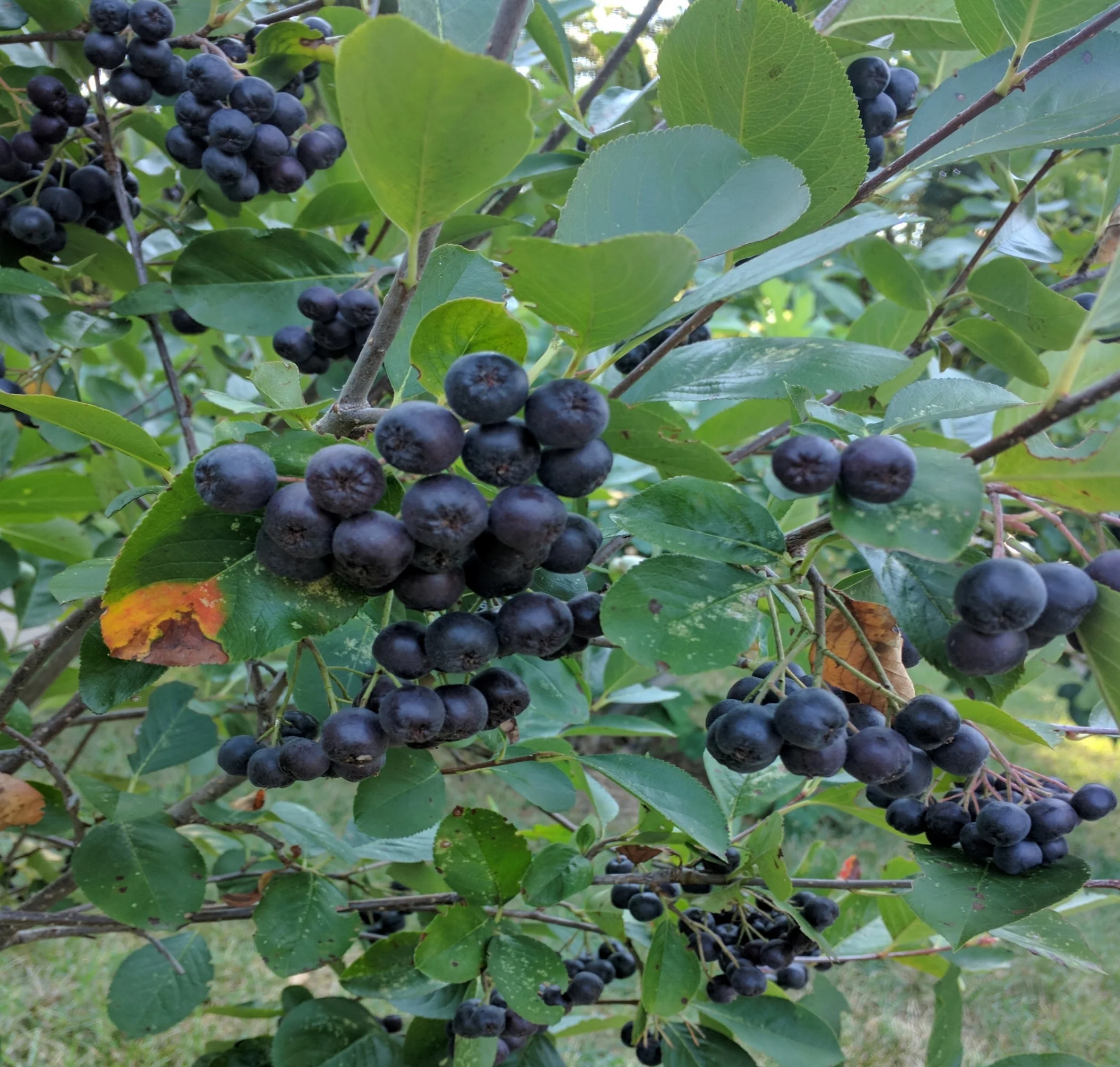 aronia1.jpg