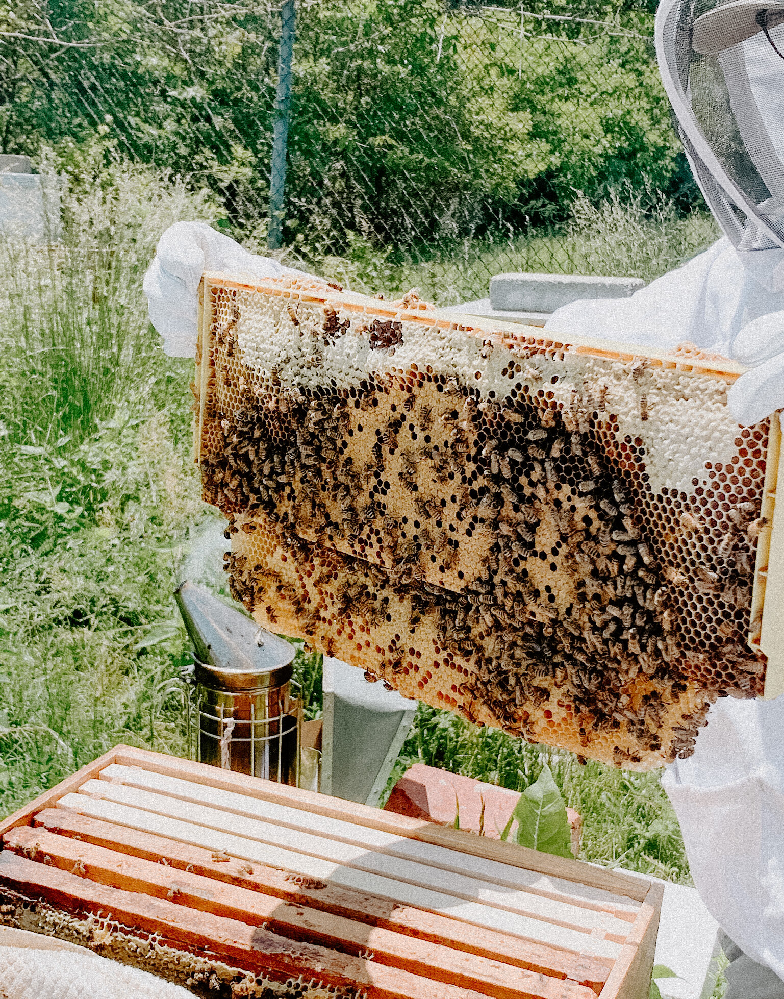 Beekeeping and honeycomb 