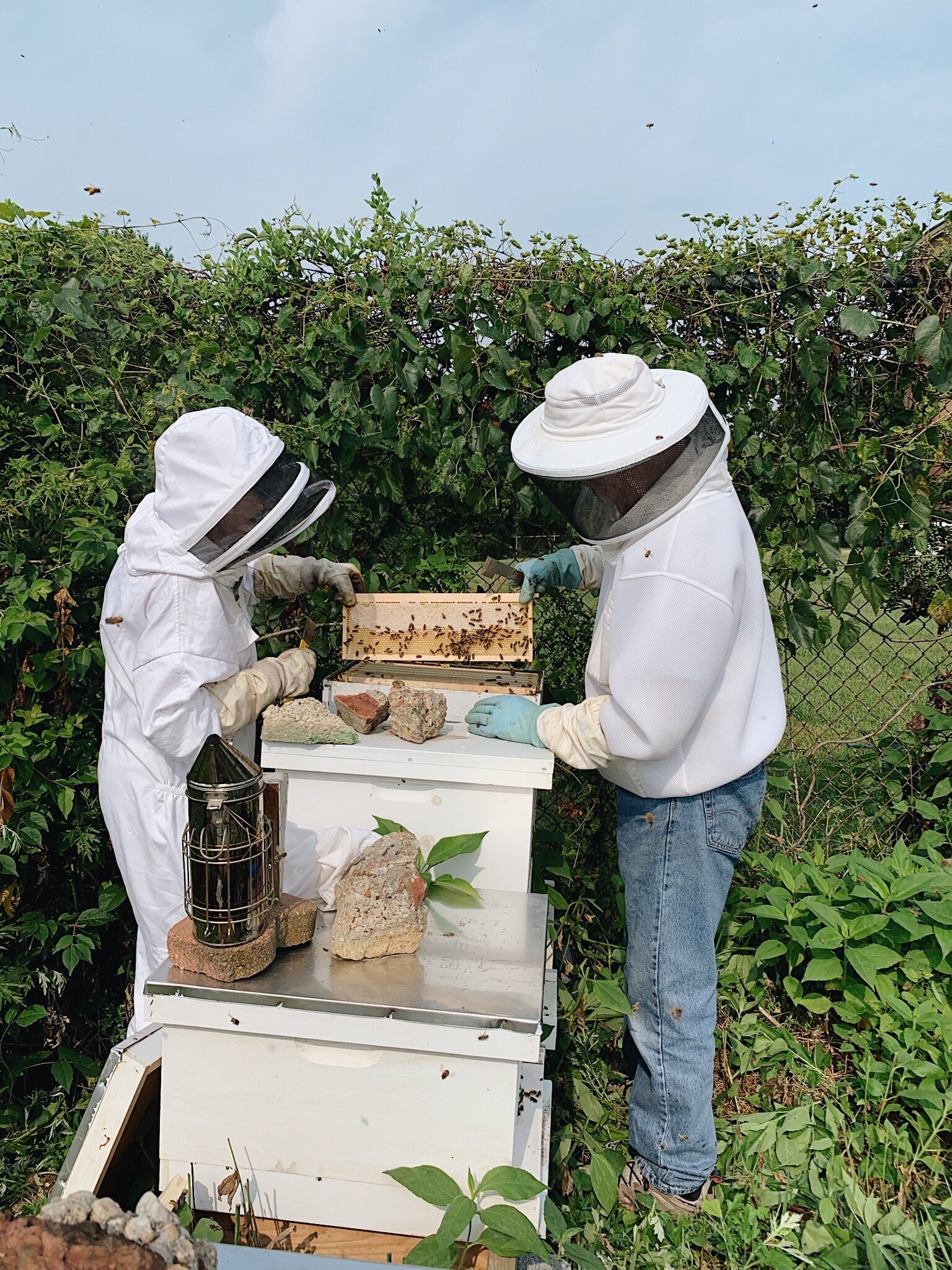 beekeeping at Hon's Honey