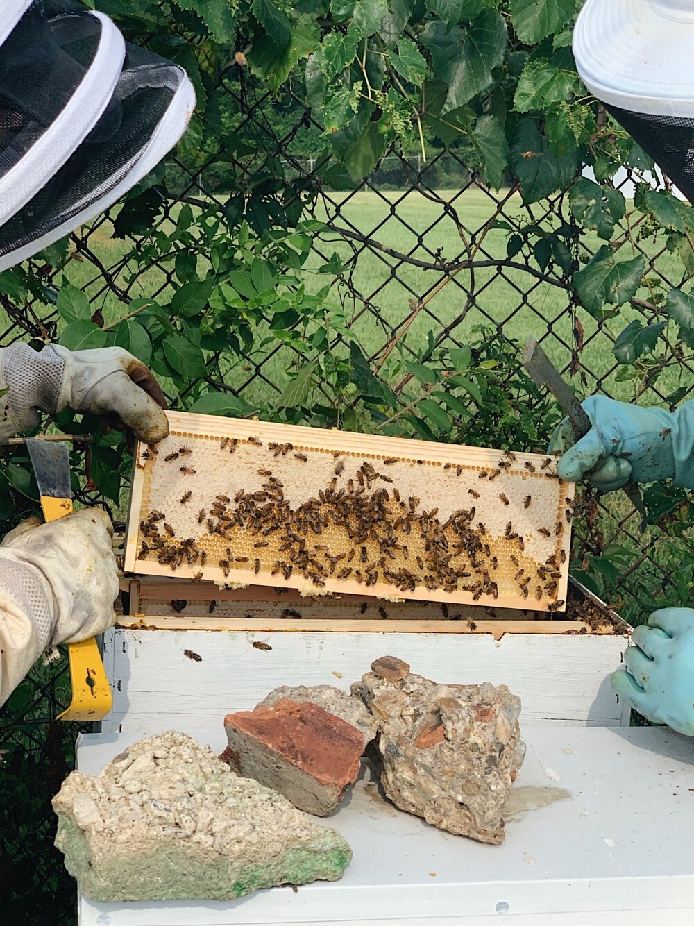 Beekeeping at Hon's Honey