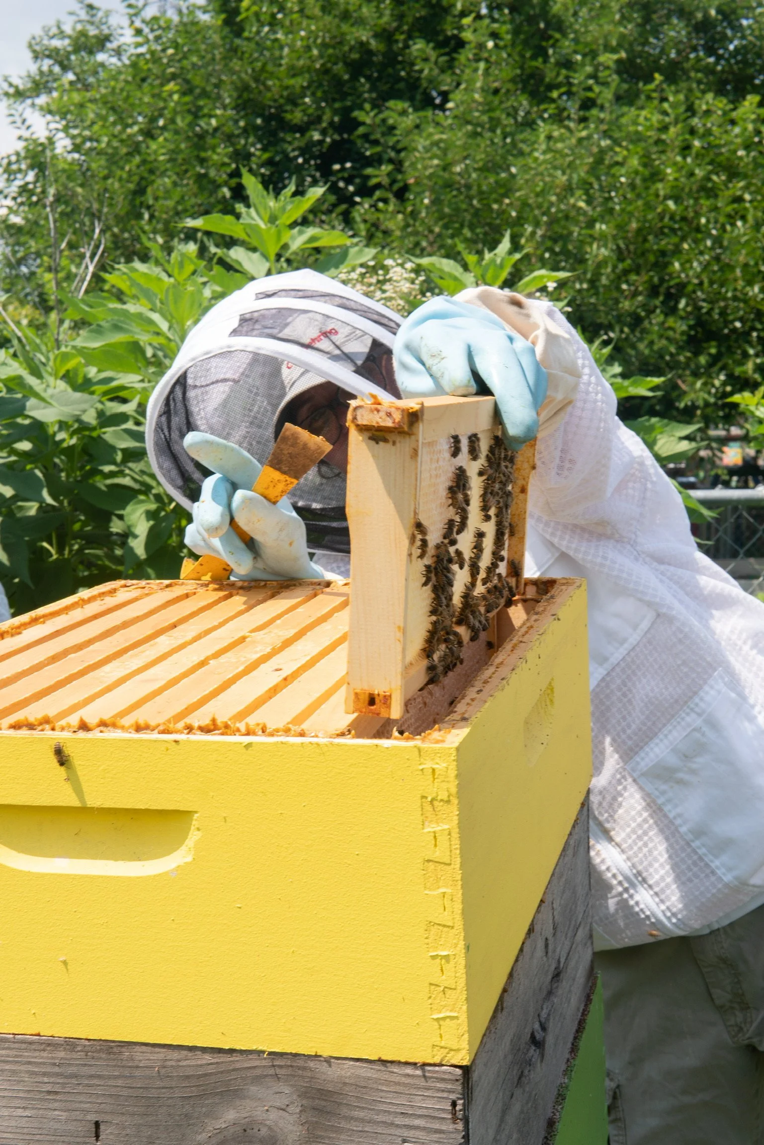 Beekeeper checking on bees