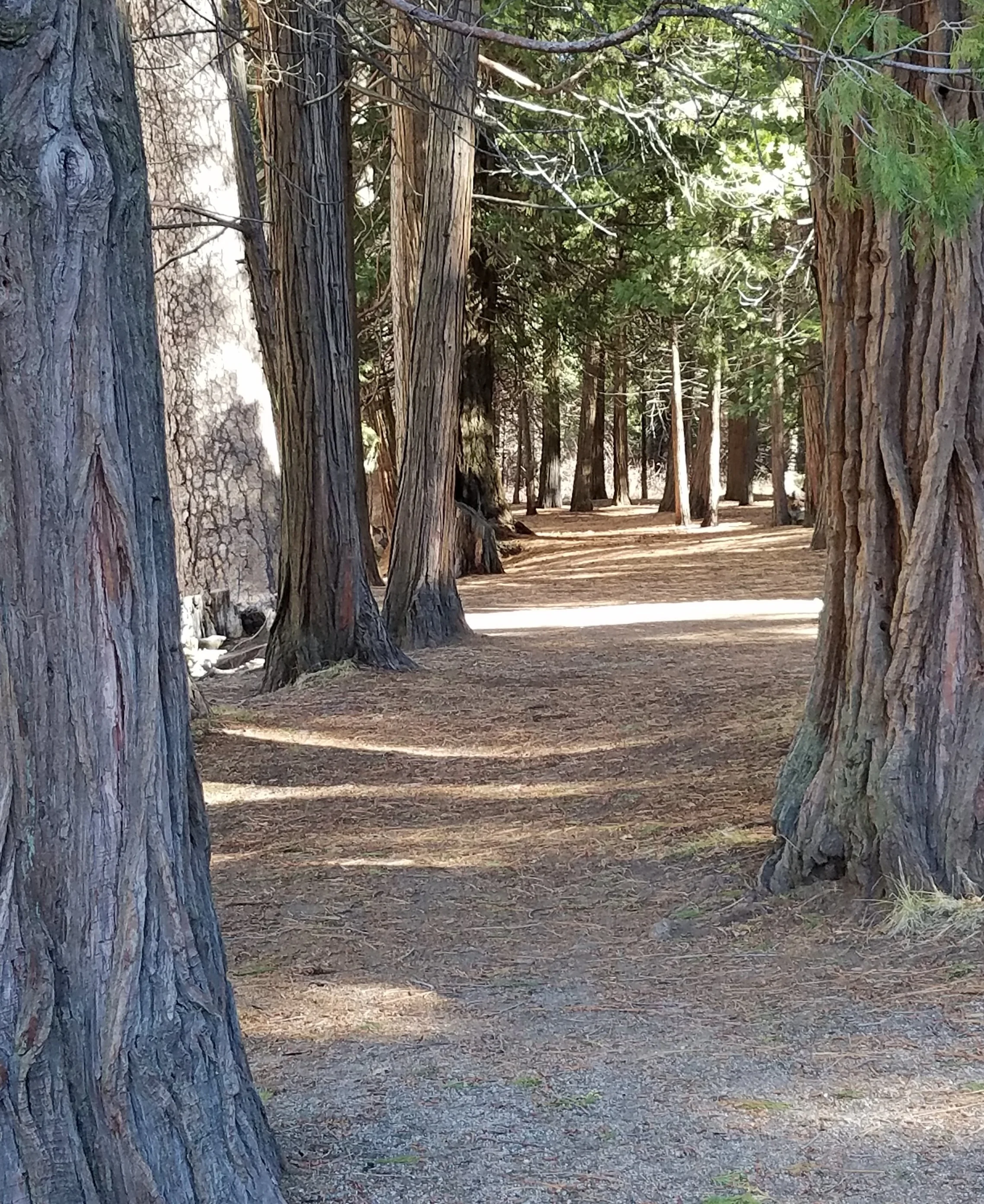 trees.jpg
