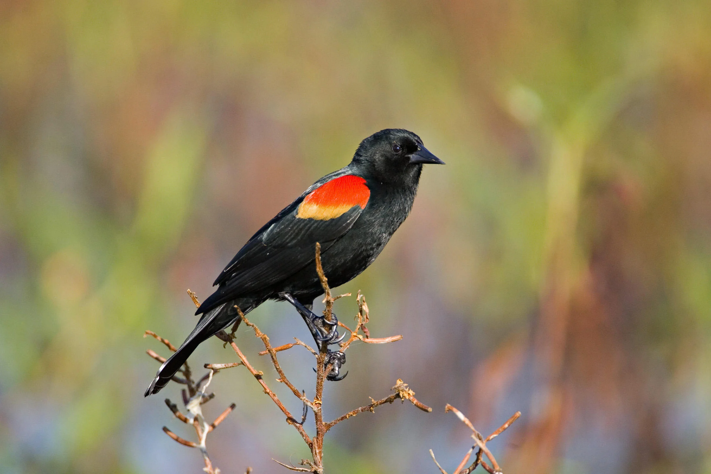 Red-Winged Blackbird