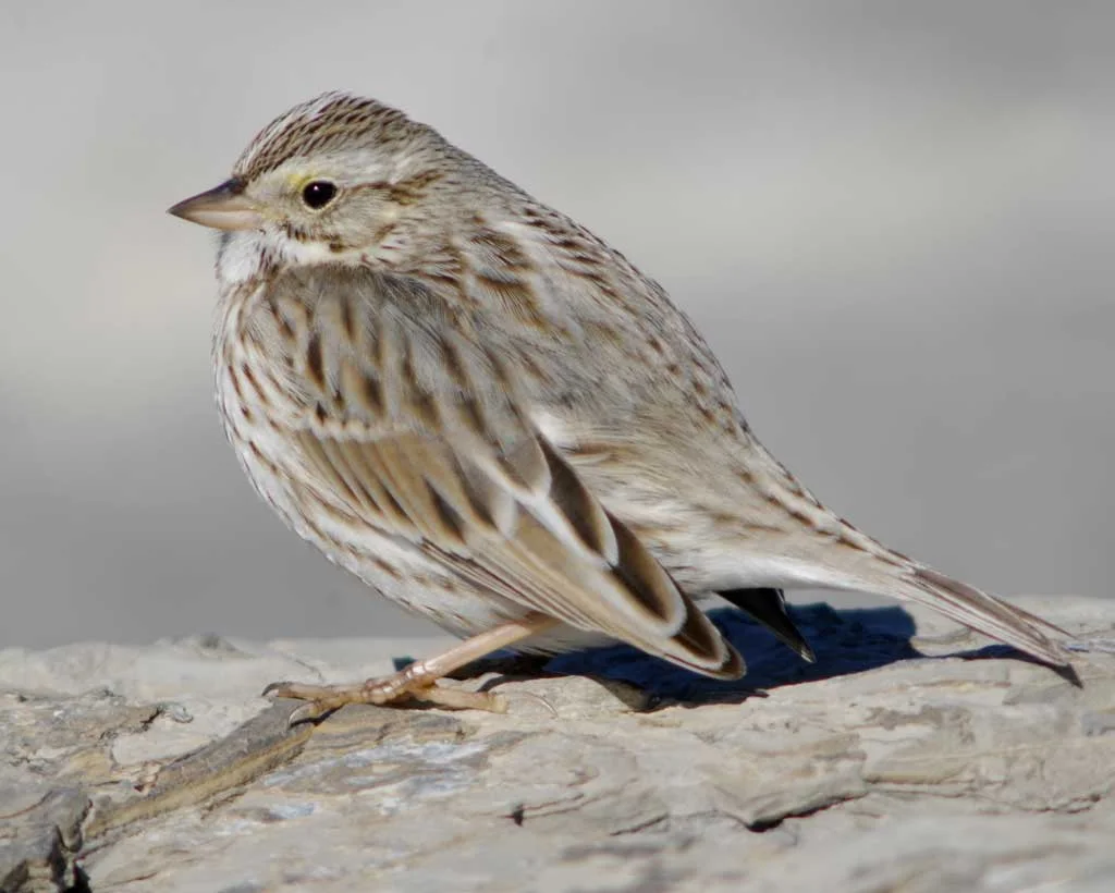 Savannah Sparrow