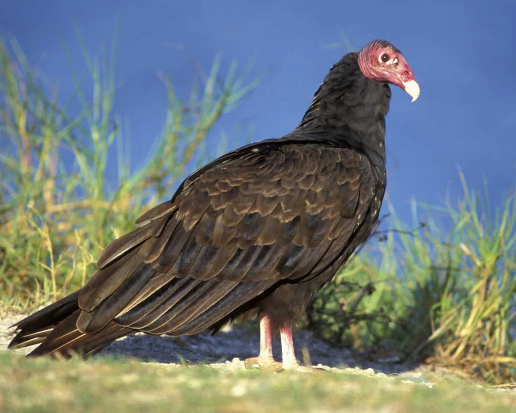 Turkey Vulture