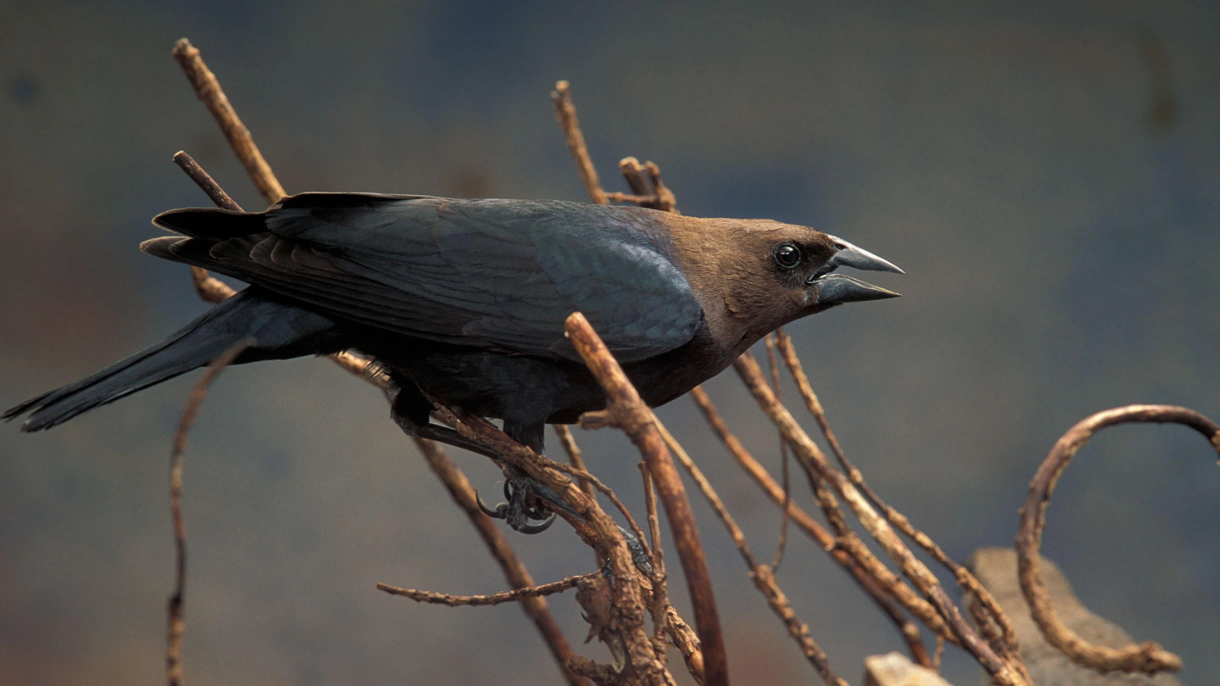 Brown-Headed Cowbird