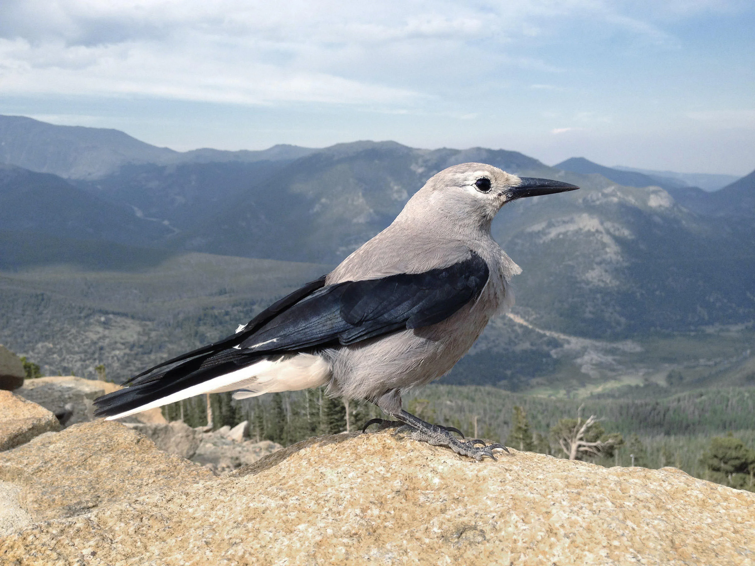 Clark's Nutcracker