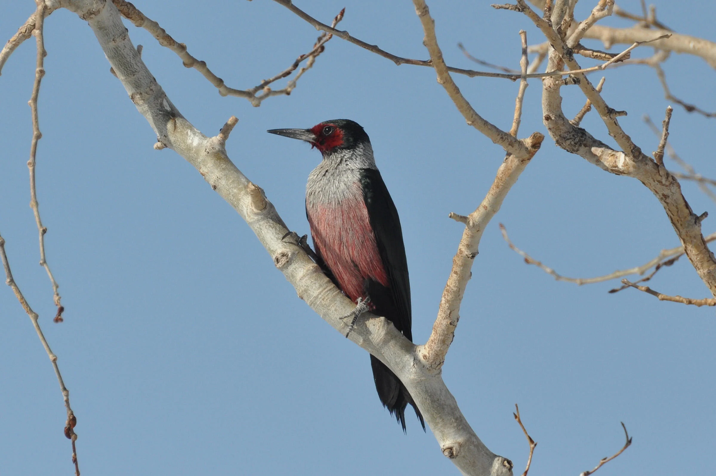 Lewis's Woodpecker