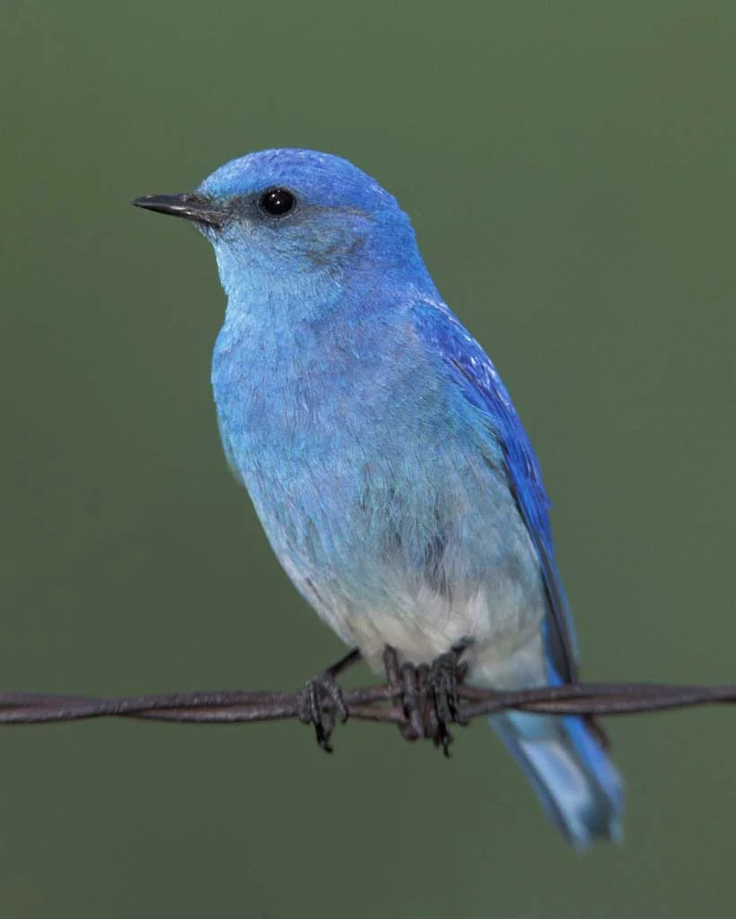 Mountain Bluebird