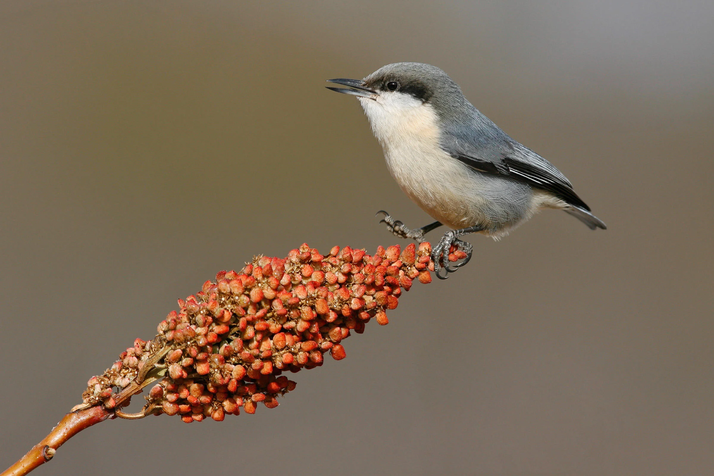 Pygmy Nuthatch