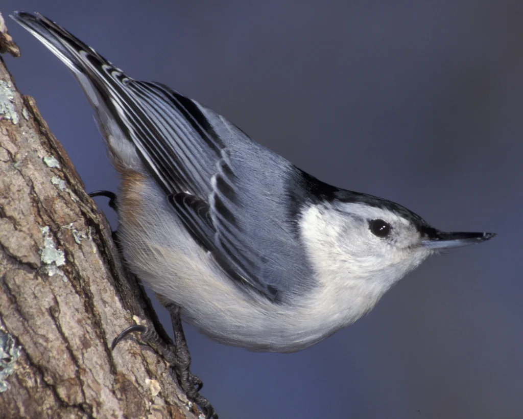 White-Breasted Nuthatch