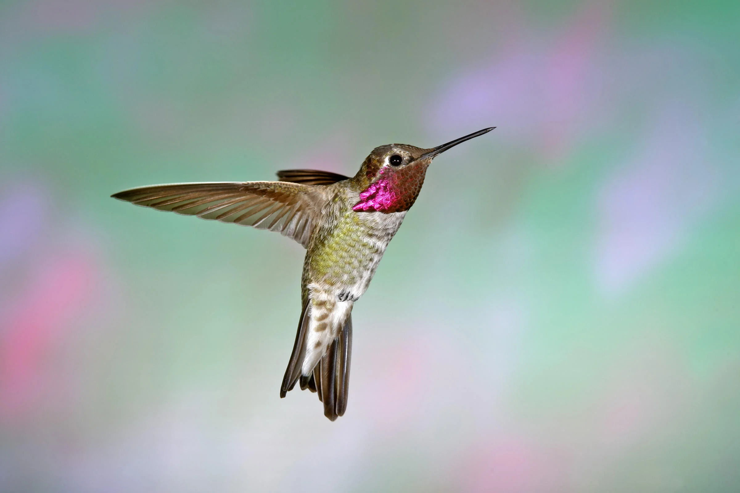 Anna's Hummingbird