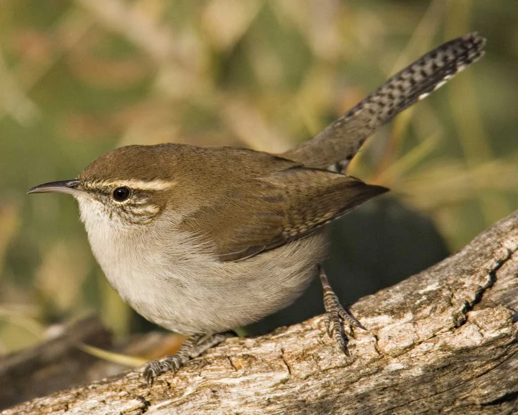 Bewick's Wren
