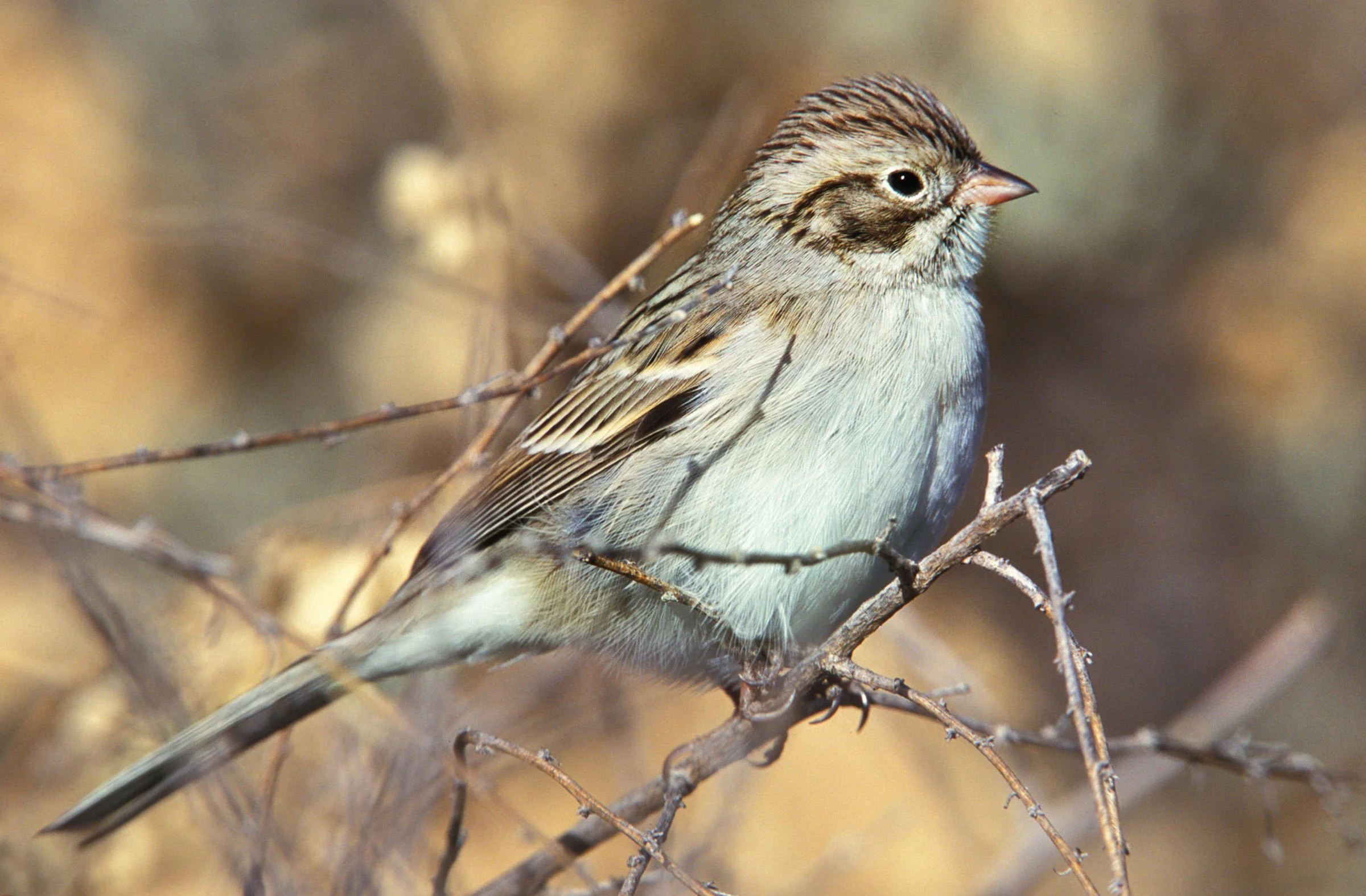 Brewer's Sparrow