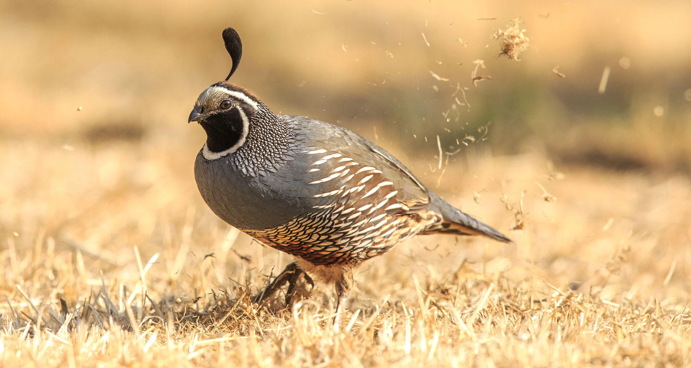 California Quail