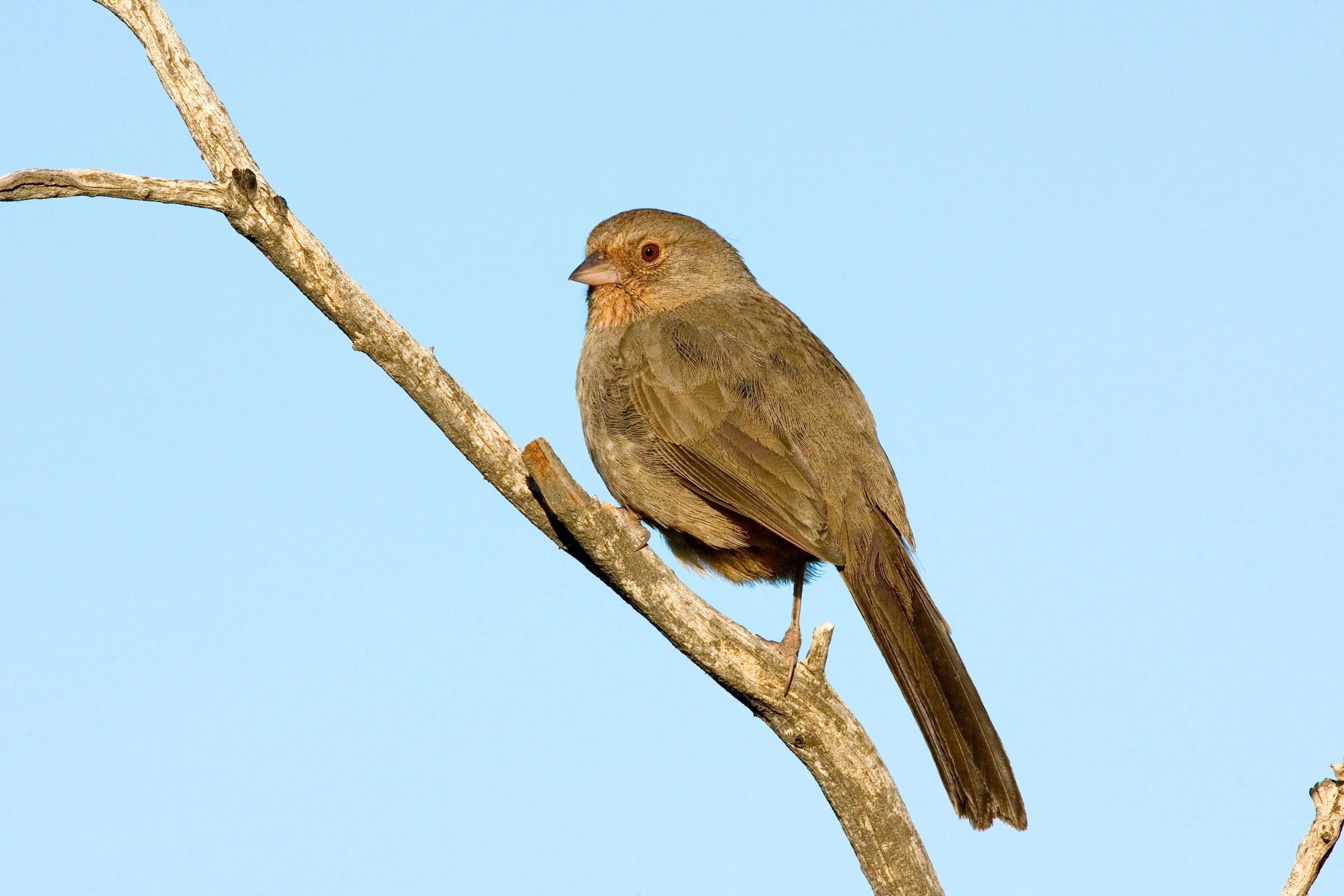 California Towhee