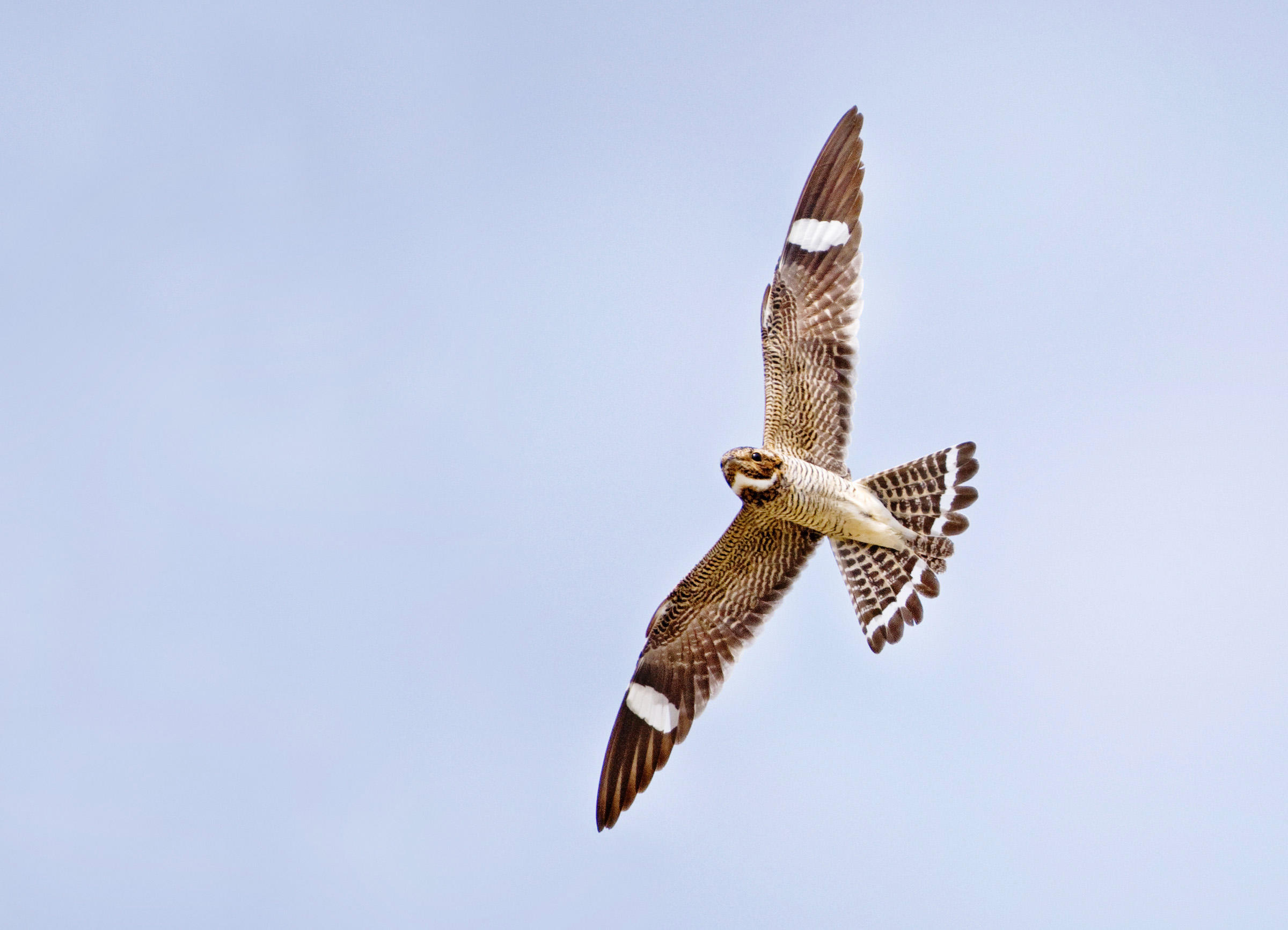 Common Nighthawk