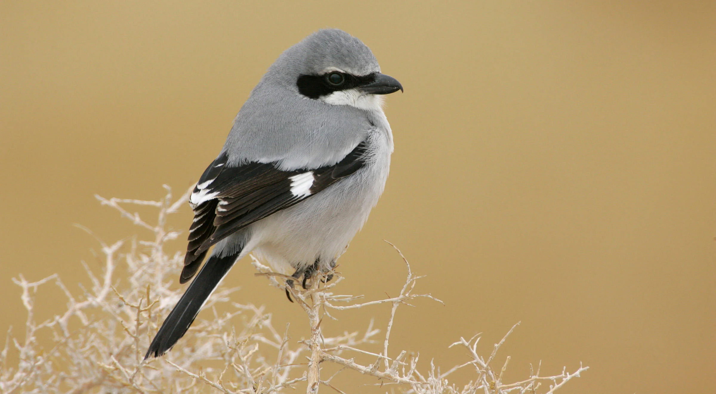 Loggerhead Shrike