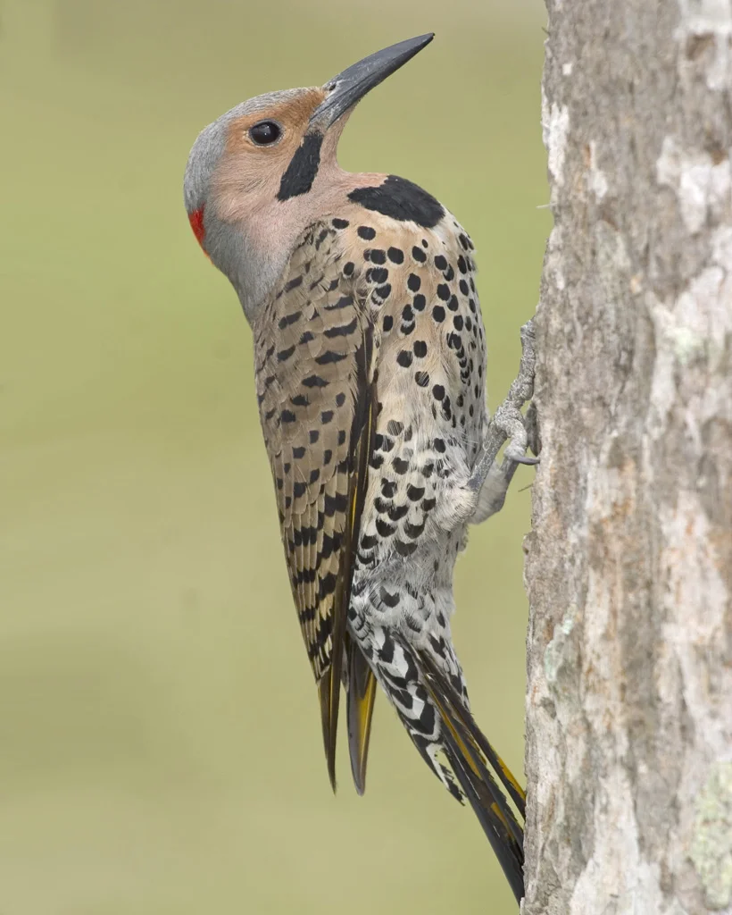 Northern Flicker