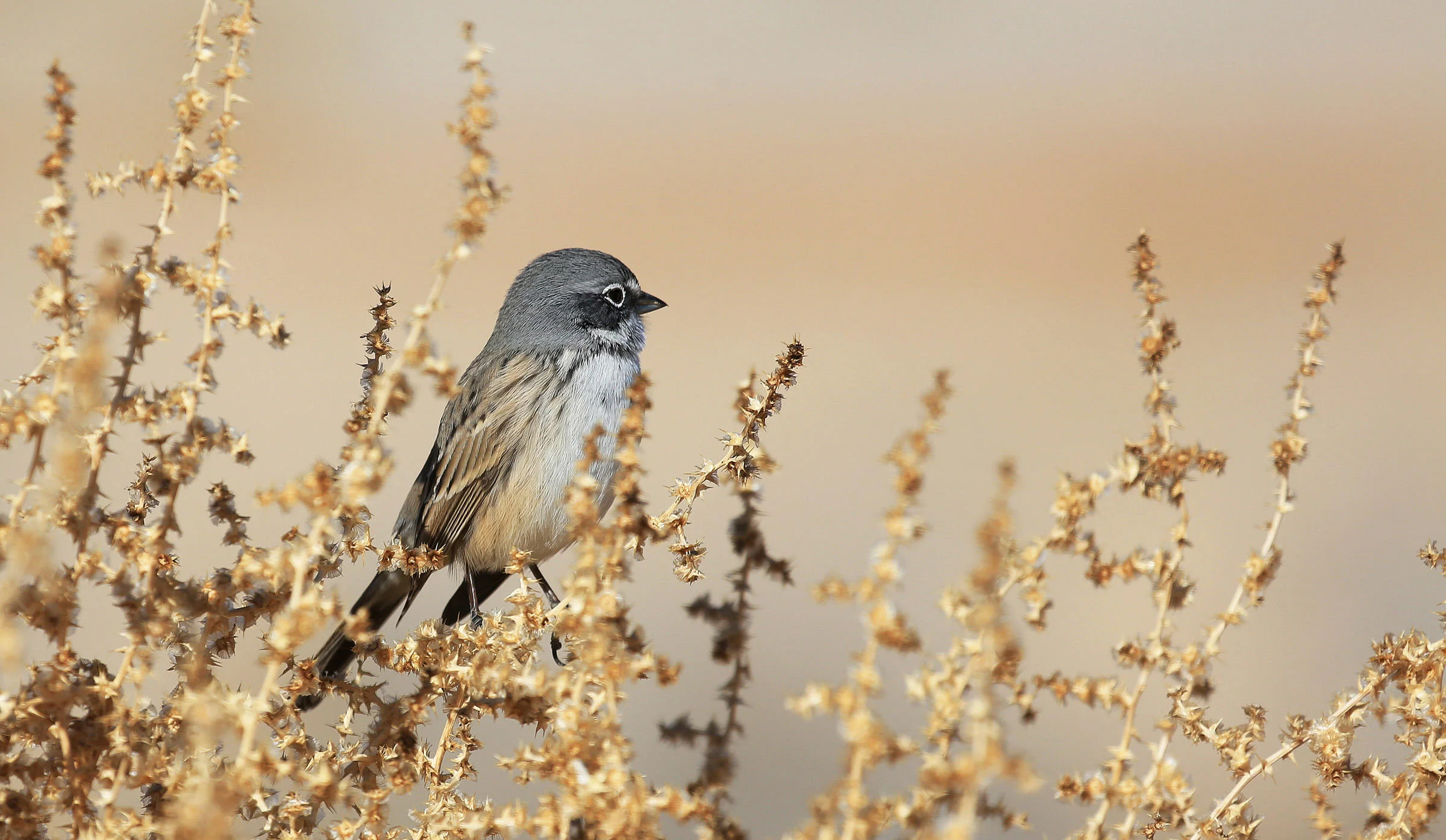 Sagebrush Sparrow