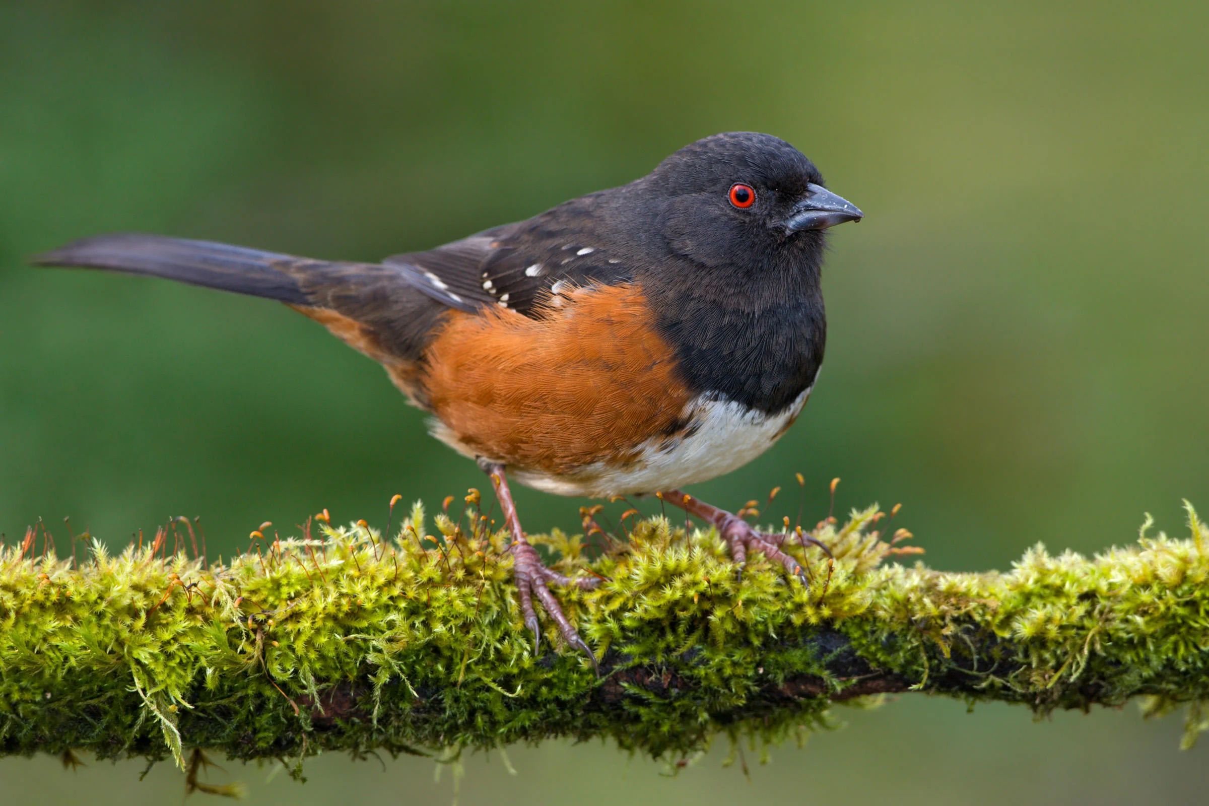 Spotted Towhee