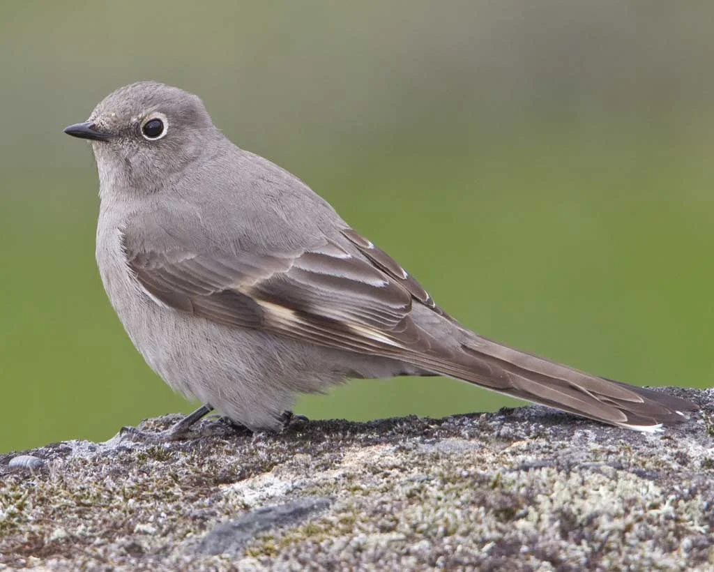 Townsend's Solitaire