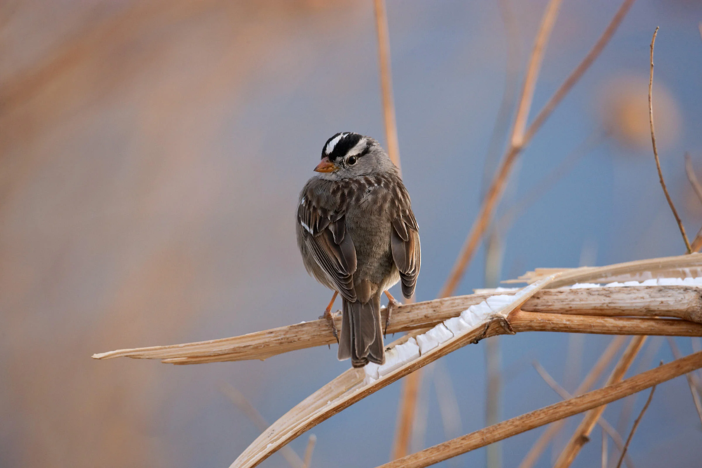 White-Crowned Sparrow