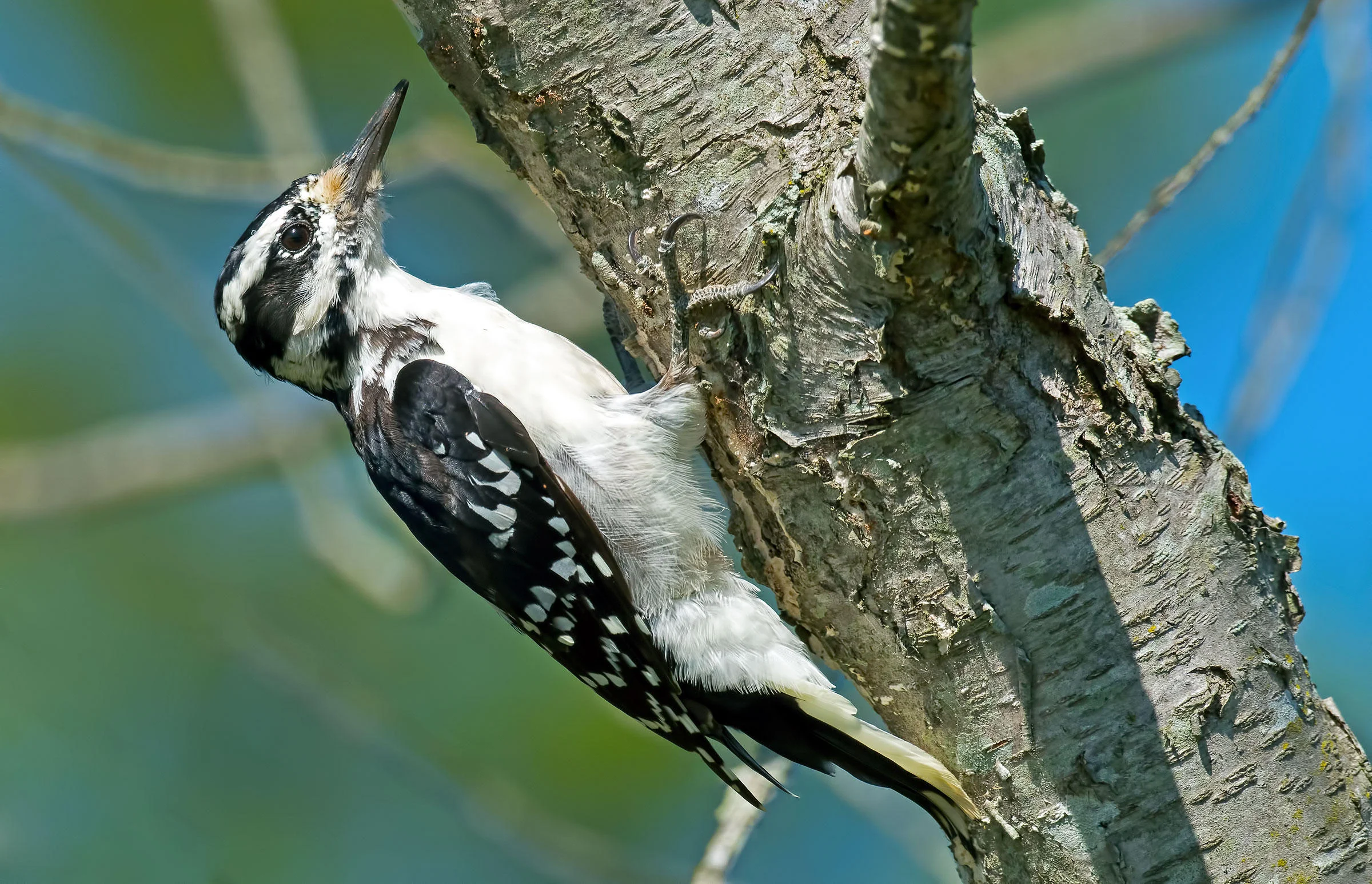 Hairy Woodpecker