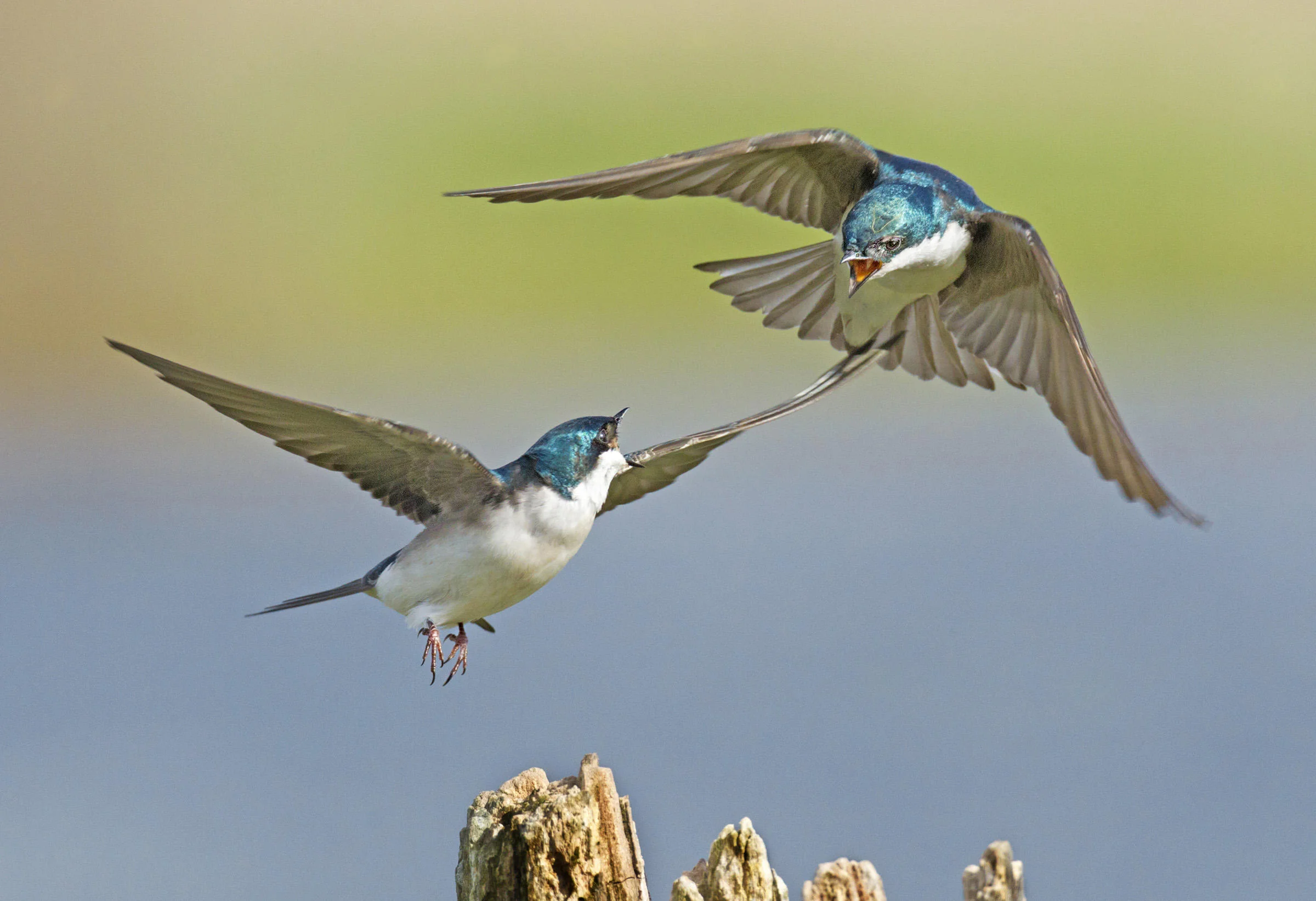 Tree Swallow
