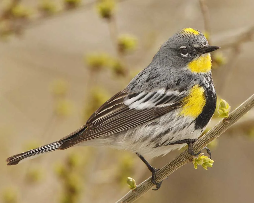 Yellow-Rumped Warbler