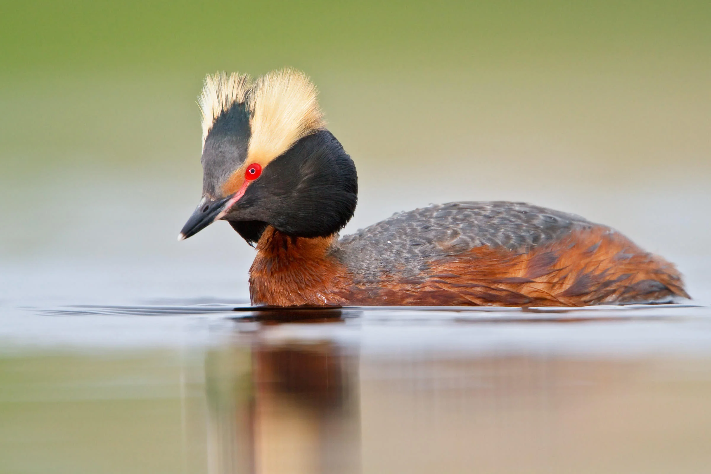 Horned Grebe