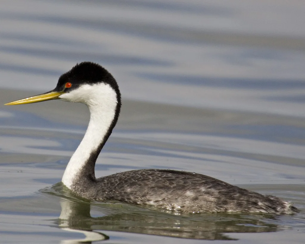 Western Grebe