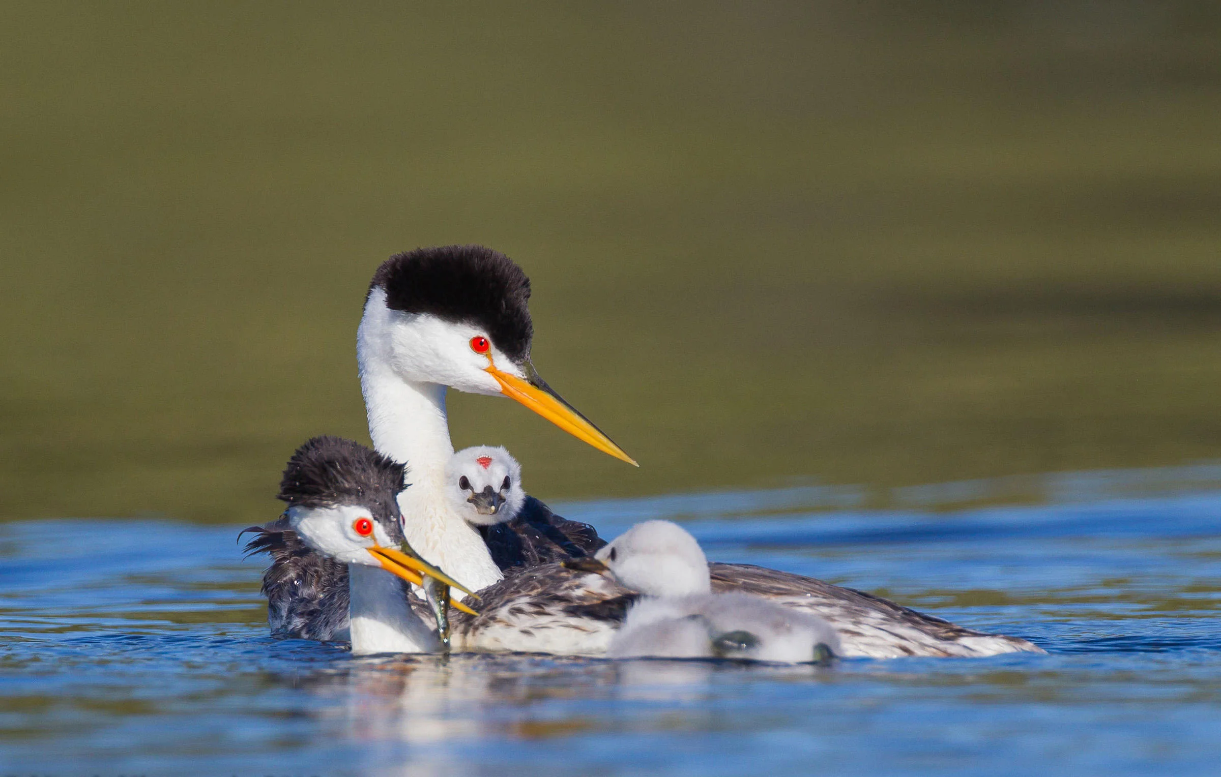 Clark's Grebe