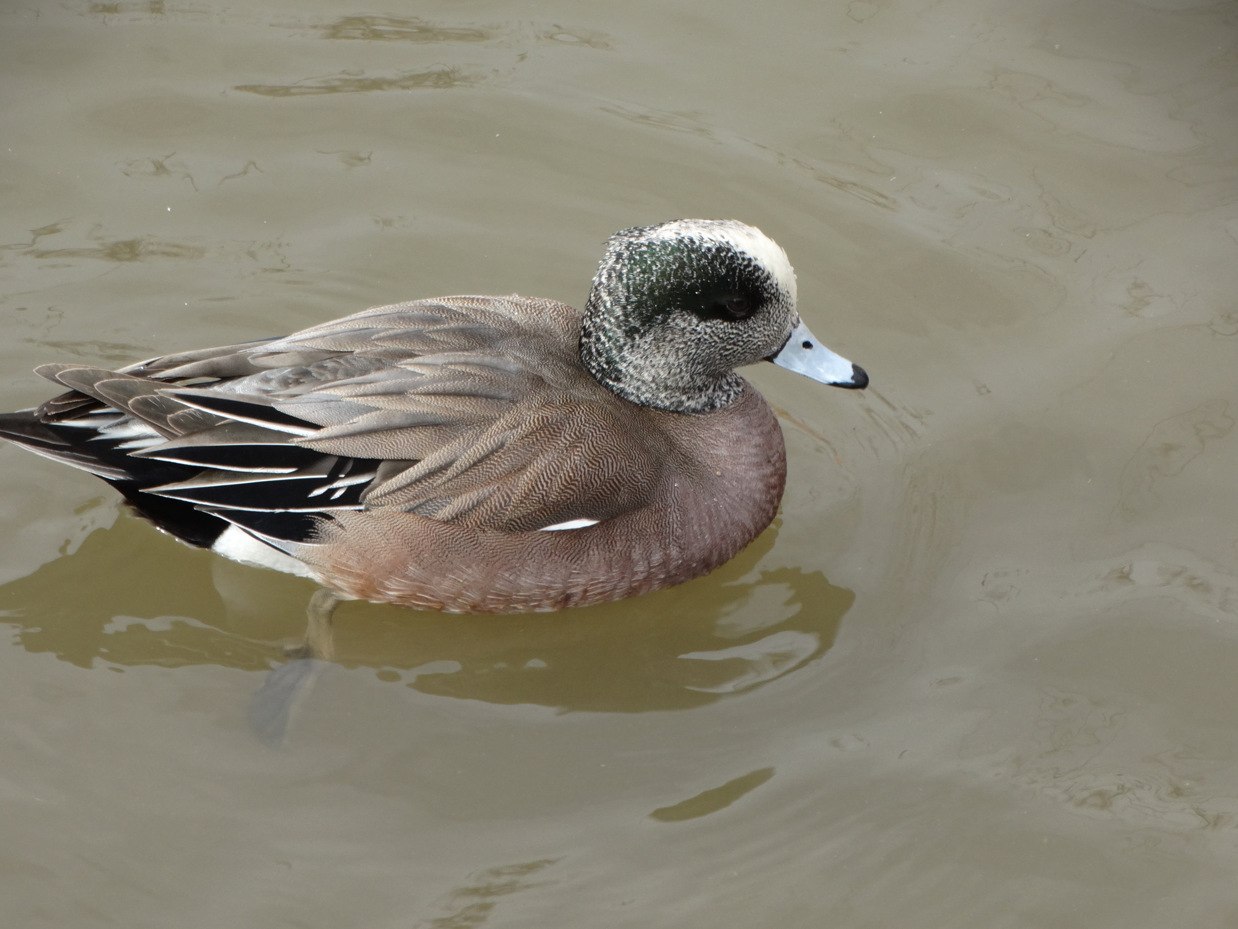 American Wigeon